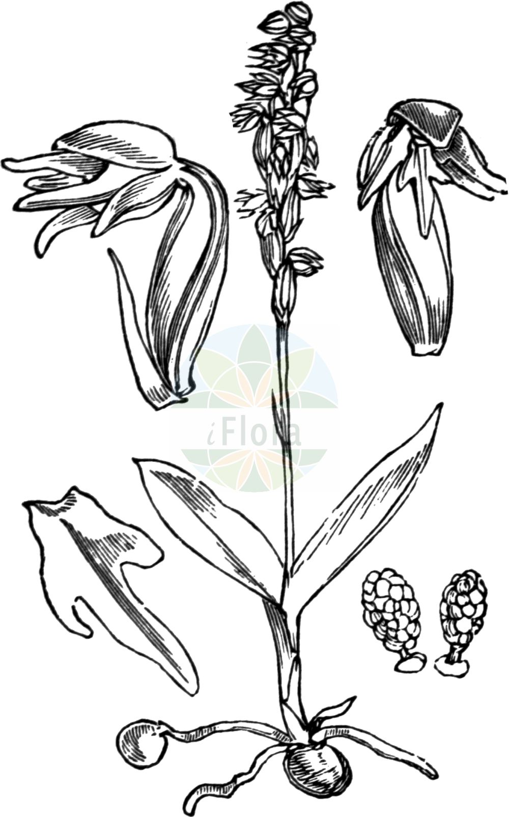 Historische Abbildung von Herminium monorchis (Einknollige Honigorchis - Musk Orchid). Das Bild zeigt Blatt, Bluete, Frucht und Same. ---- Historical Drawing of Herminium monorchis (Einknollige Honigorchis - Musk Orchid). The image is showing leaf, flower, fruit and seed.(Herminium monorchis,Einknollige Honigorchis,Musk Orchid,Arachnites monorchis,Epipactis monorchis,Herminium clandestinum,Herminium monorchis,Herminium tanguticum,Monorchis herminium,Ophrys herminium,Ophrys monorchis,Ophrys triorchis,Orchis herminium,Orchis monorchis,Satyrium monorchis,Einknollige Honigorchis,Einknolle,Elfenstaendel,Musk Orchid,Herminium,Honigorchis,Musk Orchid,Orchidaceae,Knabenkrautgewächse,Orchid family,Blatt,Bluete,Frucht,Same,leaf,flower,fruit,seed,Fitch et al. (1880))