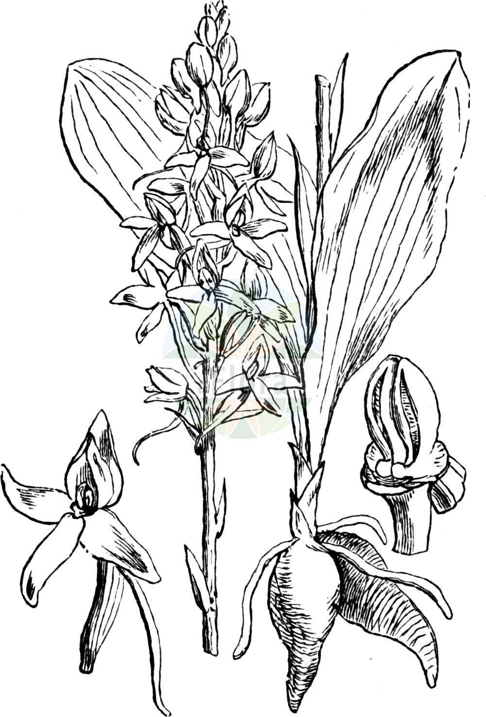 Historische Abbildung von Platanthera bifolia (Weiße Waldhyazinthe - Lesser Butterfly-orchid). Das Bild zeigt Blatt, Bluete, Frucht und Same. ---- Historical Drawing of Platanthera bifolia (Weiße Waldhyazinthe - Lesser Butterfly-orchid). The image is showing leaf, flower, fruit and seed.(Platanthera bifolia,Weiße Waldhyazinthe,Lesser Butterfly-orchid,Gymnadenia bifolia,Habenaria bifolia,Lysias bifolia,Orchis bifolia,Platanthera bifolia,Satyrium bifolium,Sieberia bifolia,Weisse Waldhyazinthe,Zweiblaettrige Kuckucksblume,Lesser Butterfly-orchid,Platanthera,Waldhyazinthe,Fringed Orchid,Orchidaceae,Knabenkrautgewächse,Orchid family,Blatt,Bluete,Frucht,Same,leaf,flower,fruit,seed,Fitch et al. (1880))