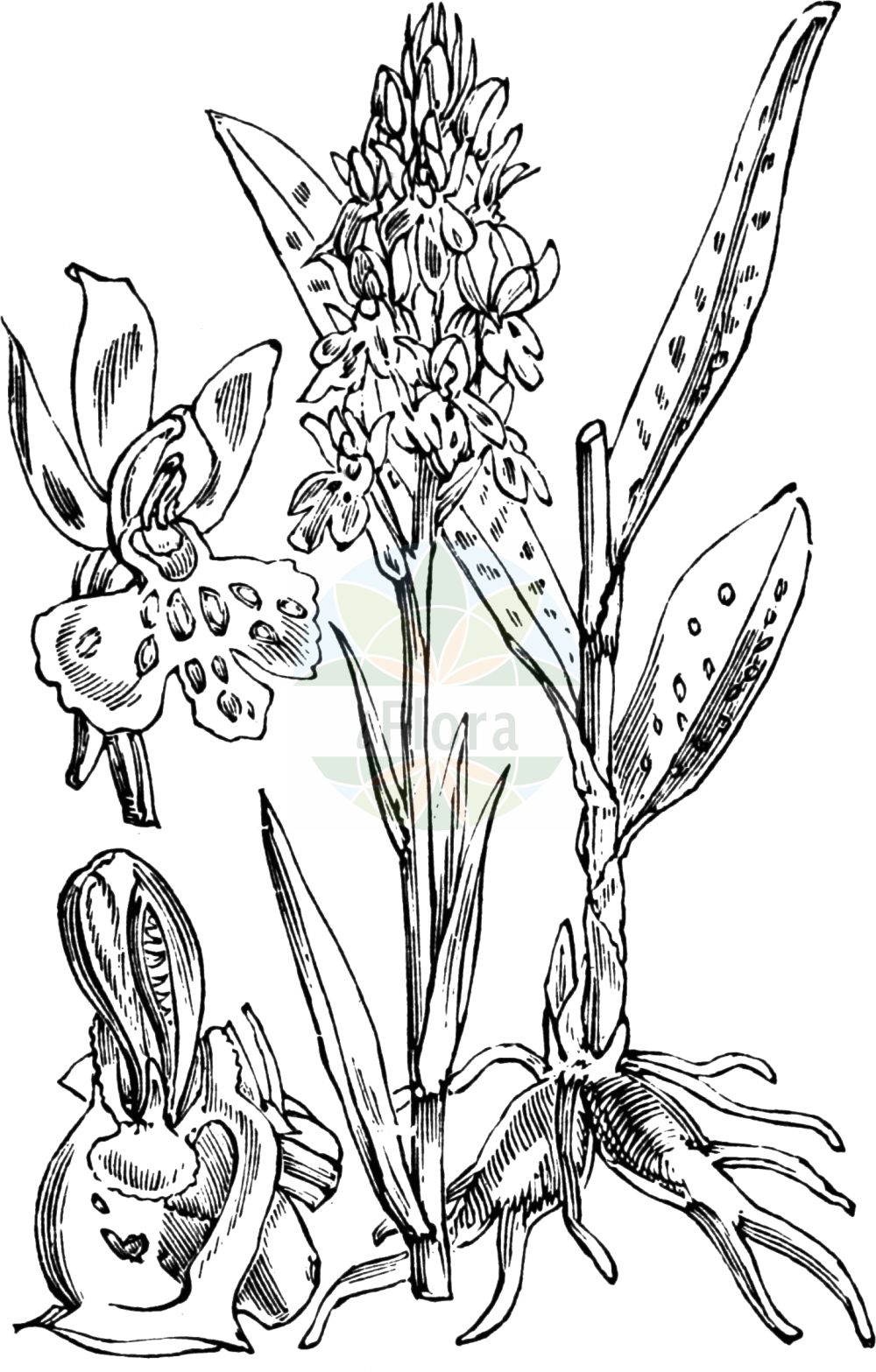 Historische Abbildung von Dactylorhiza maculata agg. (Geflecktes Knabenkraut - Heath Spotted-orchid). Das Bild zeigt Blatt, Bluete, Frucht und Same. ---- Historical Drawing of Dactylorhiza maculata agg. (Geflecktes Knabenkraut - Heath Spotted-orchid). The image is showing leaf, flower, fruit and seed.(Dactylorhiza maculata agg.,Geflecktes Knabenkraut,Heath Spotted-orchid,Geflecktes Knabenkraut,Geflecktes Knabenkraut,Gefleckte Fingerwurz,Heide-Knabenkraut,Heath Spotted-orchid,Moorland Spotted Orchid,Dactylorhiza,Knabenkraut,Keyflower,Orchidaceae,Knabenkrautgewächse,Orchid family,Blatt,Bluete,Frucht,Same,leaf,flower,fruit,seed,Fitch et al. (1880))