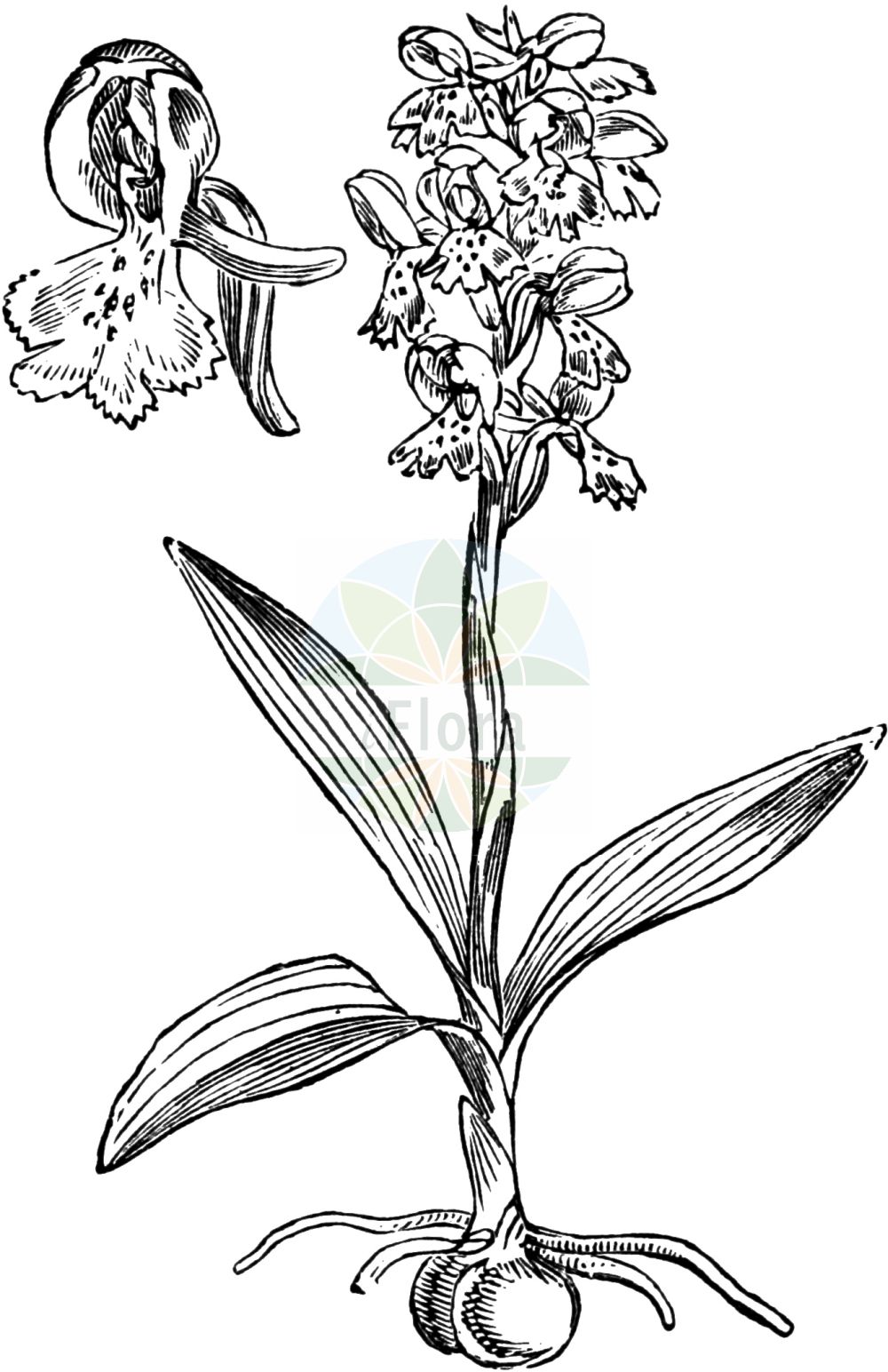Historische Abbildung von Anacamptis morio subsp. morio (Green-winged Orchid). Das Bild zeigt Blatt, Bluete, Frucht und Same. ---- Historical Drawing of Anacamptis morio subsp. morio (Green-winged Orchid). The image is showing leaf, flower, fruit and seed.(Anacamptis morio subsp. morio,Green-winged Orchid,Orchis skorpili,Green-winged Orchid,Anacamptis,Hundswurz,Orchidaceae,Knabenkrautgewächse,Orchid family,Blatt,Bluete,Frucht,Same,leaf,flower,fruit,seed,Fitch et al. (1880))