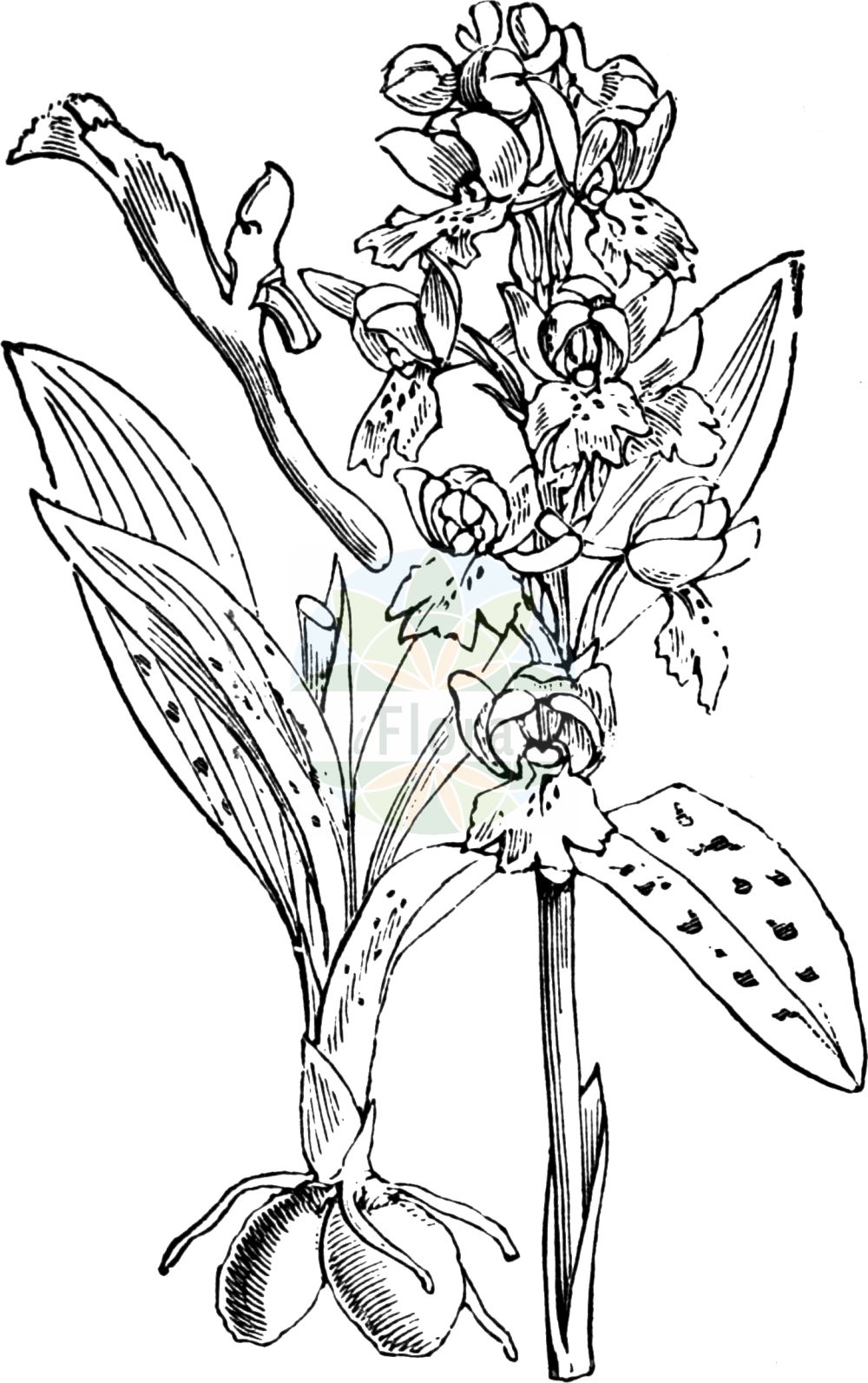 Historische Abbildung von Orchis mascula (Männliches Knabenkraut - Early-purple Orchid). Das Bild zeigt Blatt, Bluete, Frucht und Same. ---- Historical Drawing of Orchis mascula (Männliches Knabenkraut - Early-purple Orchid). The image is showing leaf, flower, fruit and seed.(Orchis mascula,Männliches Knabenkraut,Early-purple Orchid,Androrchis mascula,Orchis mascula,Orchis morio var. mascula,Maennliches Knabenkraut,Kuckucks-Knabenkraut,Early-purple Orchid,Blue Butcher,Blue Butcher Orchid,Male Orchid,Orchis,Knabenkraut,Orchidaceae,Knabenkrautgewächse,Orchid family,Blatt,Bluete,Frucht,Same,leaf,flower,fruit,seed,Fitch et al. (1880))