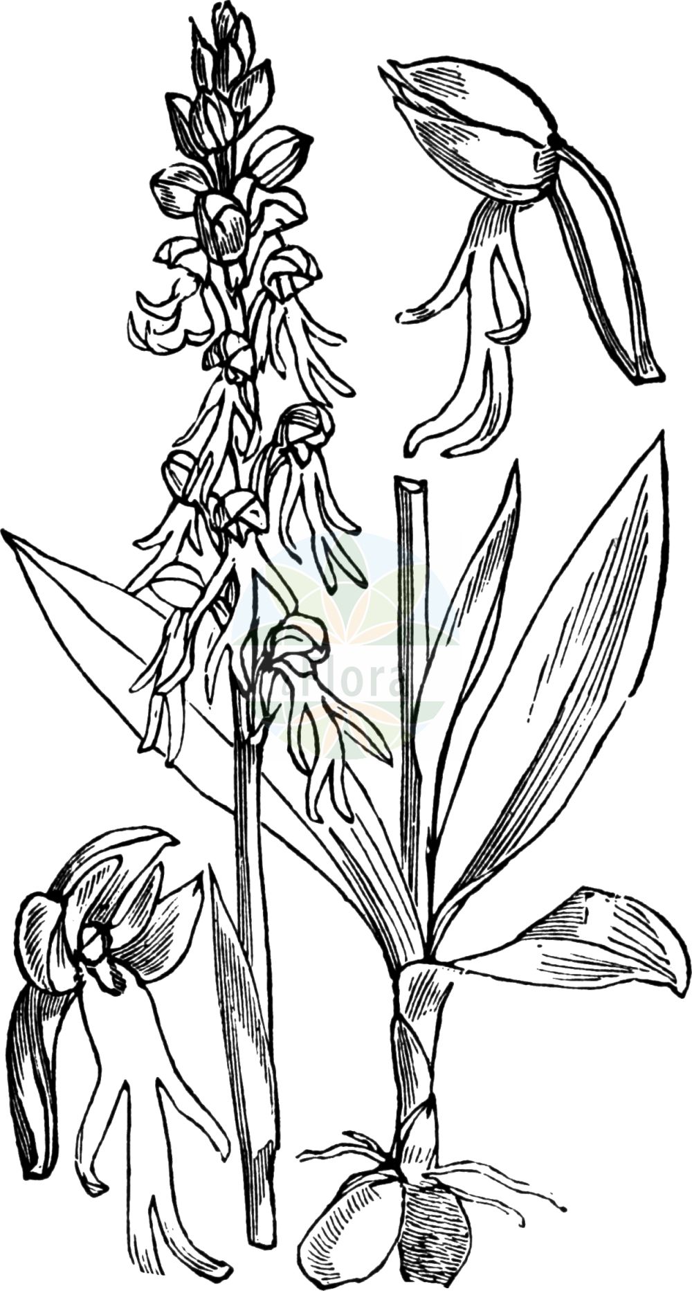 Historische Abbildung von Orchis anthropophora (Ohnsporn - Man Orchid). Das Bild zeigt Blatt, Bluete, Frucht und Same. ---- Historical Drawing of Orchis anthropophora (Ohnsporn - Man Orchid). The image is showing leaf, flower, fruit and seed.(Orchis anthropophora,Ohnsporn,Man Orchid,Aceras anthropomorphum,Aceras anthropophorum,Arachnites anthropophora,Himantoglossum anthropophorum,Loroglossum anthropophorum,Loroglossum brachyglotte,Ophrys anthropomorpha,Ophrys anthropophora,Orchis anthropophora,Satyrium anthropomorphum,Satyrium anthropophorum,Serapias anthropophora,Ohnsporn,Fratzenorchis,Ohnhorn,Puppenorchis,Man Orchid,Orchis,Knabenkraut,Orchidaceae,Knabenkrautgewächse,Orchid family,Blatt,Bluete,Frucht,Same,leaf,flower,fruit,seed,Fitch et al. (1880))