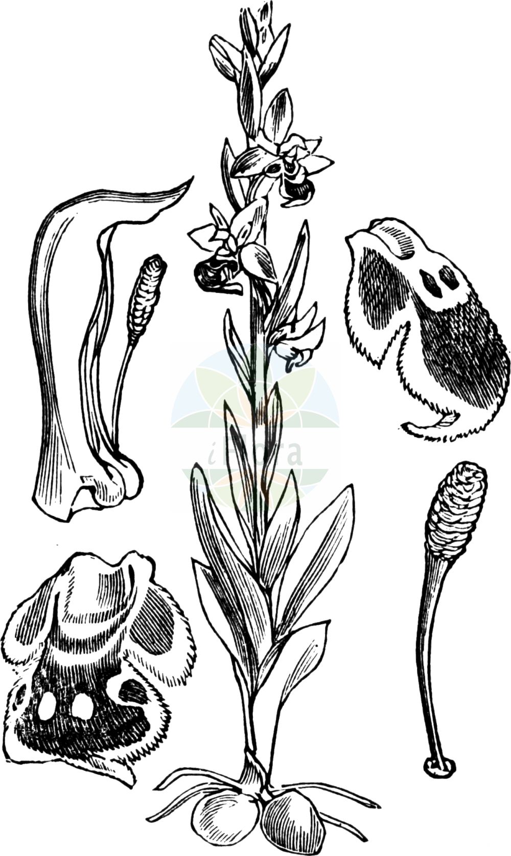 Historische Abbildung von Ophrys apifera (Bienen-Ragwurz - Bee Orchid). Das Bild zeigt Blatt, Bluete, Frucht und Same. ---- Historical Drawing of Ophrys apifera (Bienen-Ragwurz - Bee Orchid). The image is showing leaf, flower, fruit and seed.(Ophrys apifera,Bienen-Ragwurz,Bee Orchid,Arachnites apifera,Ophrys albiflora,Ophrys apifera,Ophrys aquisgranensis,Ophrys asilifera,Ophrys austriaca,Ophrys bicolor,Ophrys botteronii,Ophrys chlorantha,Ophrys epeirophora,Ophrys friburgensis,Ophrys immaculata,Ophrys integra,Ophrys jurana,Ophrys mangini,Ophrys purpurea,Ophrys ripaensis,Ophrys rostrata,Ophrys saraepontana,Ophrys trollii,Orchis apifera,Orchis holosericea,Orchis oestrifera,Bienen-Ragwurz,Bee Orchid,Ophrys,Ragwurz,Bee Orchid,Orchidaceae,Knabenkrautgewächse,Orchid family,Blatt,Bluete,Frucht,Same,leaf,flower,fruit,seed,Fitch et al. (1880))