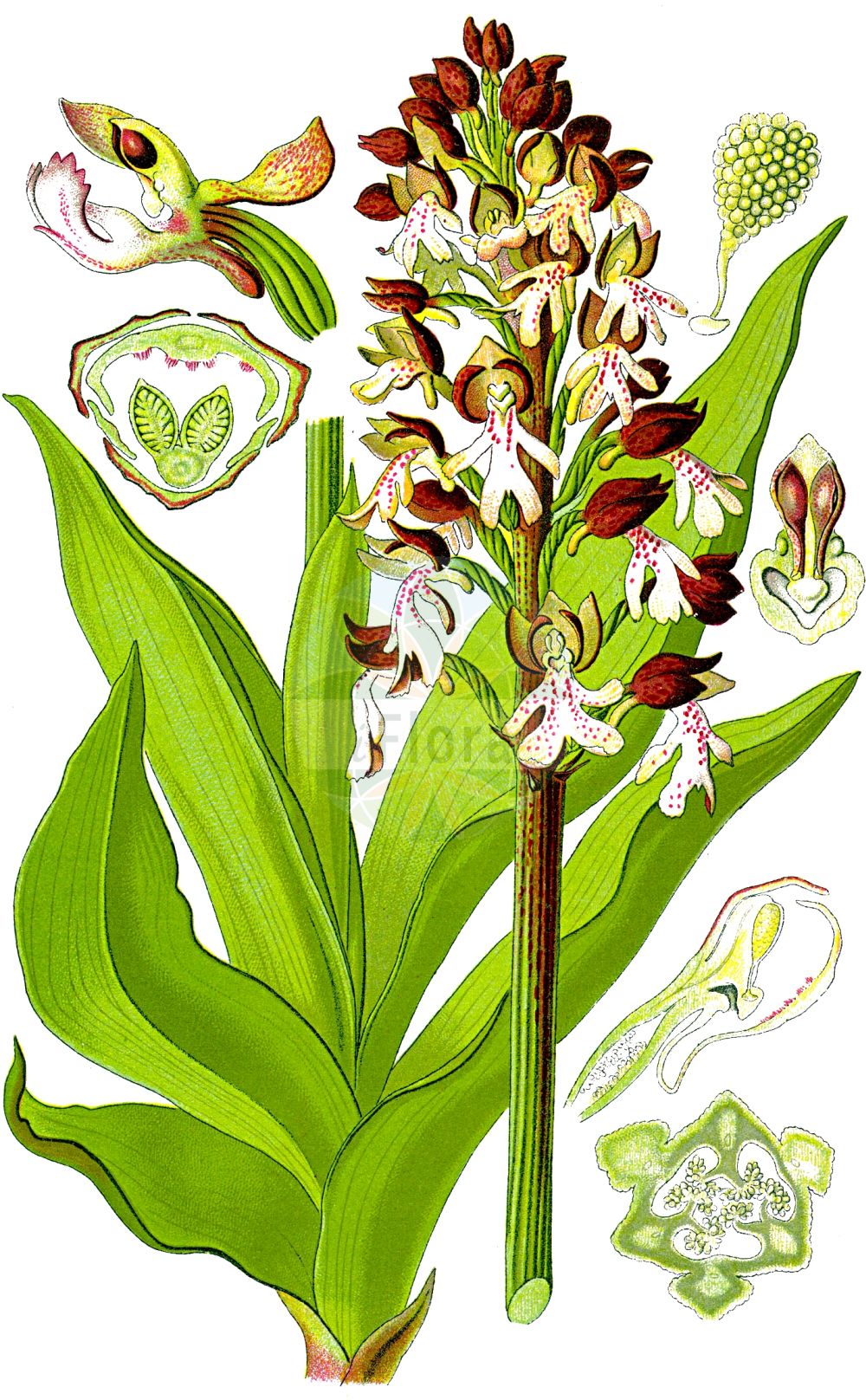 Historische Abbildung von Orchis purpurea (Purpur-Knabenkraut - Lady Orchid). Das Bild zeigt Blatt, Bluete, Frucht und Same. ---- Historical Drawing of Orchis purpurea (Purpur-Knabenkraut - Lady Orchid). The image is showing leaf, flower, fruit and seed.(Orchis purpurea,Purpur-Knabenkraut,Lady Orchid,Orchis purpurea,Purpur-Knabenkraut,Braunrotes Knabenkraut,Lady Orchid,Orchis,Knabenkraut,Orchidaceae,Knabenkrautgewächse,Orchid family,Blatt,Bluete,Frucht,Same,leaf,flower,fruit,seed,Thomé (1885))