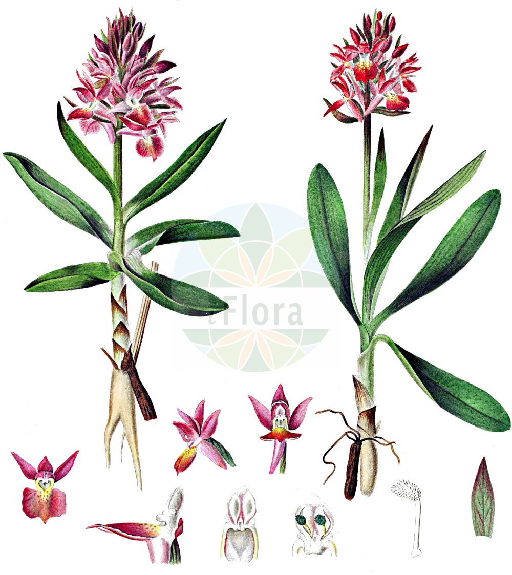 Historische Abbildung von Dactylorhiza sambucina (Holunder-Knabenkraut - Elder-flowered Orchid). Das Bild zeigt Blatt, Bluete, Frucht und Same. ---- Historical Drawing of Dactylorhiza sambucina (Holunder-Knabenkraut - Elder-flowered Orchid). The image is showing leaf, flower, fruit and seed.(Dactylorhiza sambucina,Holunder-Knabenkraut,Elder-flowered Orchid,Dactylorchis sambucina,Dactylorhiza cantabrica,Dactylorhiza fasciculata,Dactylorhiza latifolia,Dactylorhiza sambucina,Orchis fasciculata,Orchis incarnata,Orchis laurentina,Orchis lutea,Orchis saccata,Orchis salina,Orchis sambucina,Orchis schleicheri,Holunder-Knabenkraut,Holunder-Kuckucksblume,Elder-flowered Orchid,Dactylorhiza,Knabenkraut,Keyflower,Orchidaceae,Knabenkrautgewächse,Orchid family,Blatt,Bluete,Frucht,Same,leaf,flower,fruit,seed,Oeder (1761-1883))