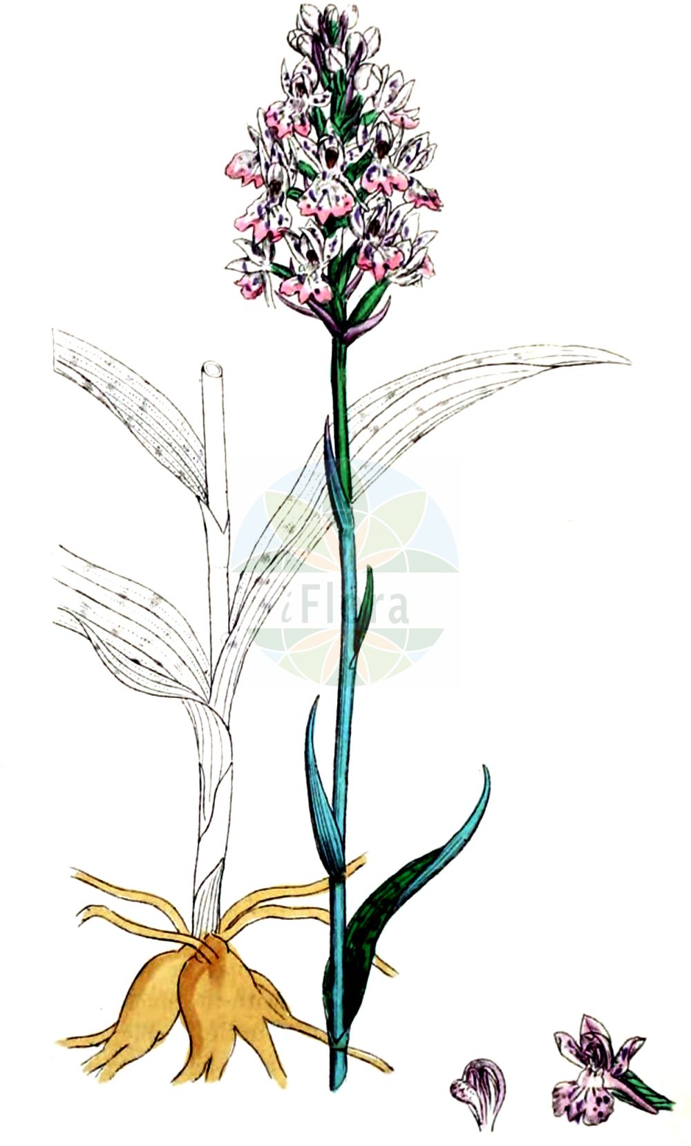 Historische Abbildung von Dactylorhiza maculata agg. (Geflecktes Knabenkraut - Heath Spotted-orchid). Das Bild zeigt Blatt, Bluete, Frucht und Same. ---- Historical Drawing of Dactylorhiza maculata agg. (Geflecktes Knabenkraut - Heath Spotted-orchid). The image is showing leaf, flower, fruit and seed.(Dactylorhiza maculata agg.,Geflecktes Knabenkraut,Heath Spotted-orchid,Geflecktes Knabenkraut,Geflecktes Knabenkraut,Gefleckte Fingerwurz,Heide-Knabenkraut,Heath Spotted-orchid,Moorland Spotted Orchid,Dactylorhiza,Knabenkraut,Keyflower,Orchidaceae,Knabenkrautgewächse,Orchid family,Blatt,Bluete,Frucht,Same,leaf,flower,fruit,seed,Sowerby (1790-1813))