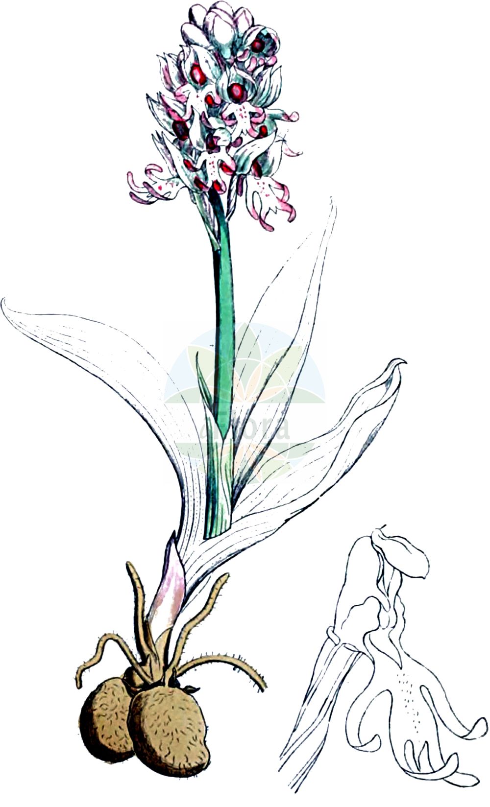 Historische Abbildung von Orchis simia (Affen-Knabenkraut - Monkey Orchid). Das Bild zeigt Blatt, Bluete, Frucht und Same. ---- Historical Drawing of Orchis simia (Affen-Knabenkraut - Monkey Orchid). The image is showing leaf, flower, fruit and seed.(Orchis simia,Affen-Knabenkraut,Monkey Orchid,Orchis simia,Orchis simia var. laxiflora,Affen-Knabenkraut,Monkey Orchid,Orchis,Knabenkraut,Orchidaceae,Knabenkrautgewächse,Orchid family,Blatt,Bluete,Frucht,Same,leaf,flower,fruit,seed,Sowerby (1790-1813))