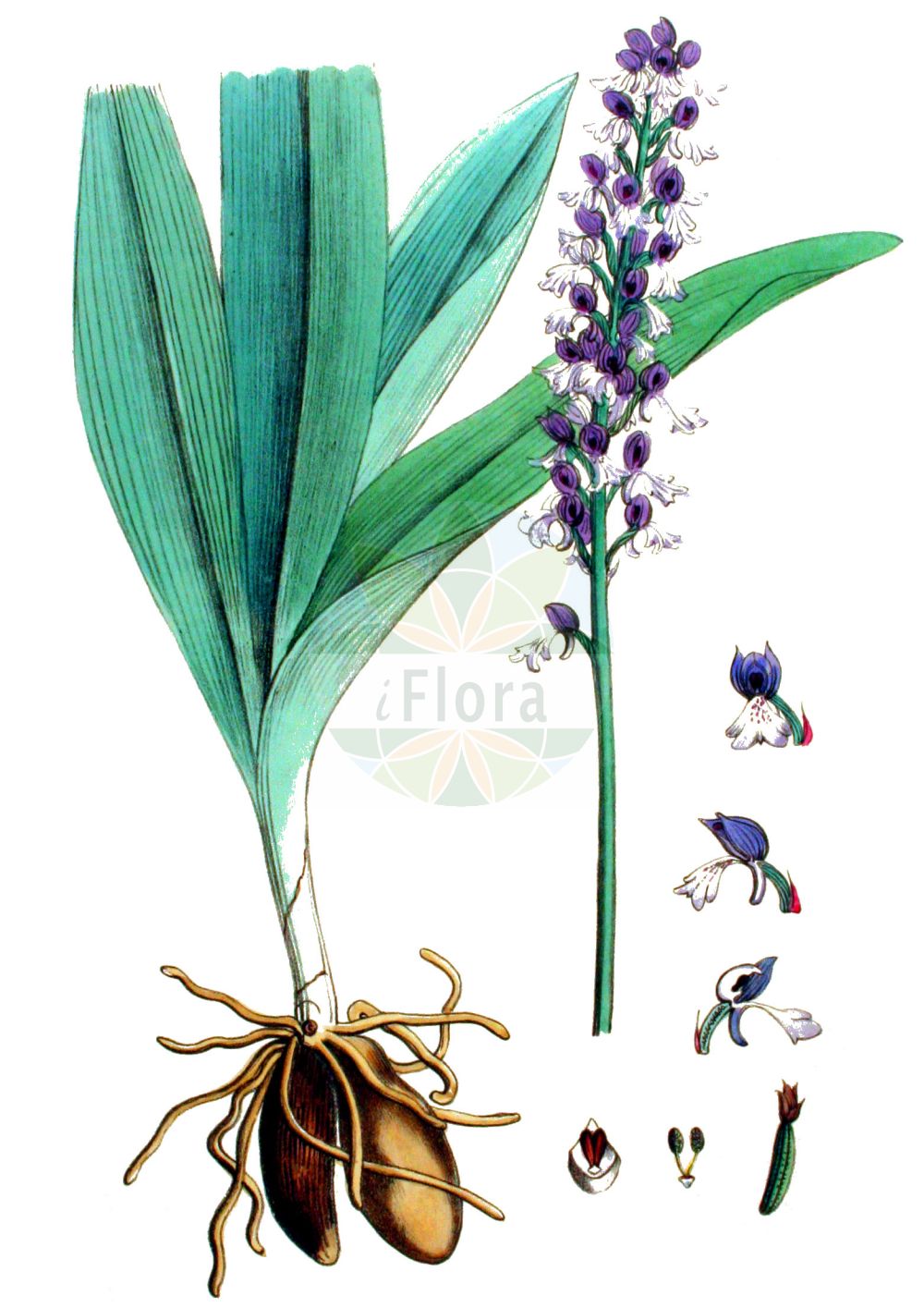 Historische Abbildung von Orchis purpurea (Purpur-Knabenkraut - Lady Orchid). Das Bild zeigt Blatt, Bluete, Frucht und Same. ---- Historical Drawing of Orchis purpurea (Purpur-Knabenkraut - Lady Orchid). The image is showing leaf, flower, fruit and seed.(Orchis purpurea,Purpur-Knabenkraut,Lady Orchid,Orchis purpurea,Purpur-Knabenkraut,Braunrotes Knabenkraut,Lady Orchid,Orchis,Knabenkraut,Orchidaceae,Knabenkrautgewächse,Orchid family,Blatt,Bluete,Frucht,Same,leaf,flower,fruit,seed,Kops (1800-1934))