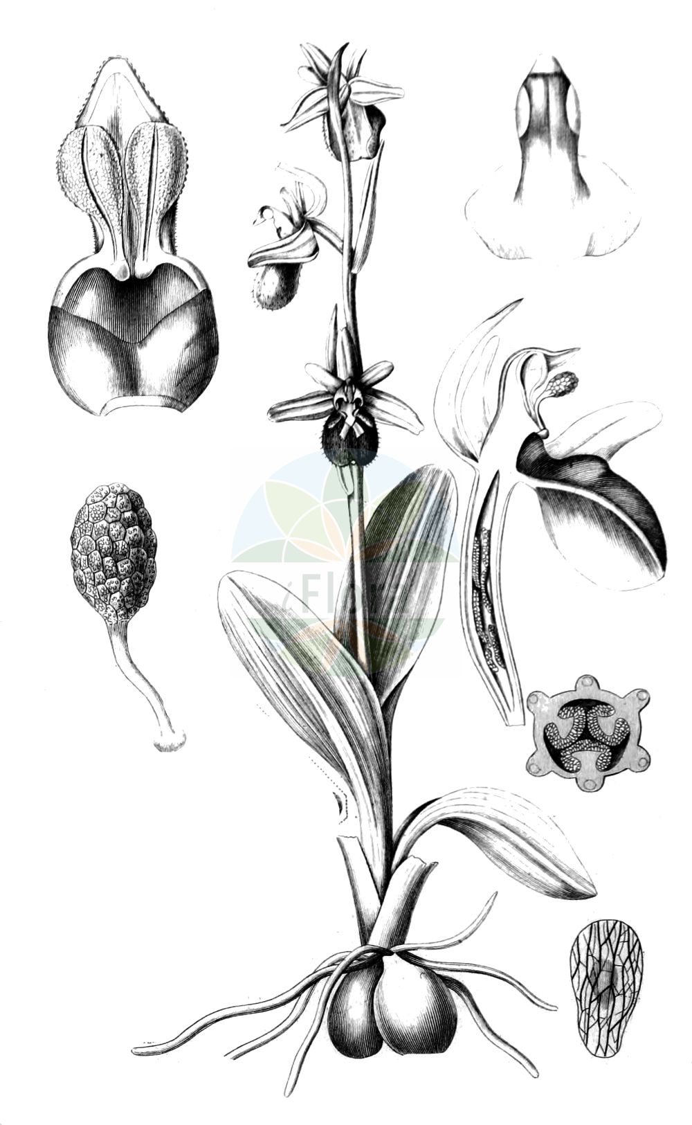 Historische Abbildung von Ophrys sphegodes (Echte Spinnen-Ragwurz - Early Spider-orchid). Das Bild zeigt Blatt, Bluete, Frucht und Same. ---- Historical Drawing of Ophrys sphegodes (Echte Spinnen-Ragwurz - Early Spider-orchid). The image is showing leaf, flower, fruit and seed.(Ophrys sphegodes,Echte Spinnen-Ragwurz,Early Spider-orchid,Ophrys sphegodes,Echte Spinnen-Ragwurz,Spinnen-Ragwurz,Early Spider-orchid,Ophrys,Ragwurz,Bee Orchid,Orchidaceae,Knabenkrautgewächse,Orchid family,Blatt,Bluete,Frucht,Same,leaf,flower,fruit,seed,Spach (1834-1847))