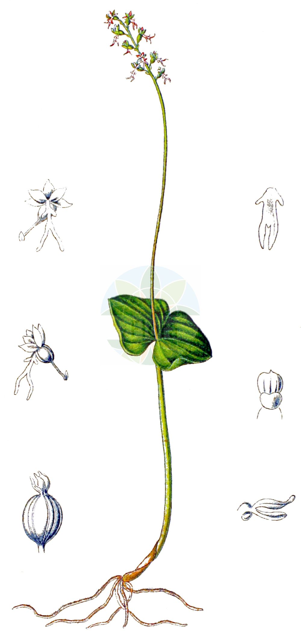 Historische Abbildung von Neottia cordata (Kleines Zweiblatt - Lesser Twayblade). Das Bild zeigt Blatt, Bluete, Frucht und Same. ---- Historical Drawing of Neottia cordata (Kleines Zweiblatt - Lesser Twayblade). The image is showing leaf, flower, fruit and seed.(Neottia cordata,Kleines Zweiblatt,Lesser Twayblade,Cymbidium cordatum,Diphryllum cordatum,Distomaea cordata,Epipactis cordata,Helleborine cordata,Listera cordata,Listera nephrophylla,Neottia cordata,Neottia nephrophylla,Ophrys cordata,Ophrys nephrophylla,Pollinirhiza cordata,Serapias cordata,Kleines Zweiblatt,Herz-Zweiblatt,Lesser Twayblade,Heartleaf Twayblade,Neottia,Nestwurz,Nest Orchid,Orchidaceae,Knabenkrautgewächse,Orchid family,Blatt,Bluete,Frucht,Same,leaf,flower,fruit,seed,Schulze (1892-1894))