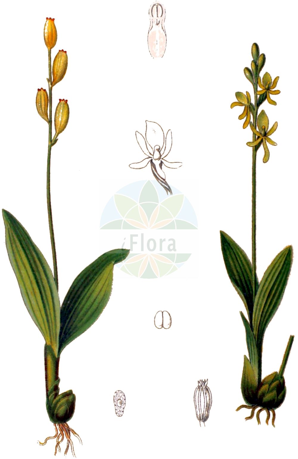 Historische Abbildung von Liparis loeselii (Sumpf-Glanzkraut - Fen Orchid). Das Bild zeigt Blatt, Bluete, Frucht und Same. ---- Historical Drawing of Liparis loeselii (Sumpf-Glanzkraut - Fen Orchid). The image is showing leaf, flower, fruit and seed.(Liparis loeselii,Sumpf-Glanzkraut,Fen Orchid,Anistylis lutea,Cymbidium loeselii,Leptorkis loeselii,Liparis bifolia,Liparis correana,Liparis loeselii,Malaxis correana,Malaxis loeselii,Malaxis longifolia,Mesoptera loeselii,Ophrys loeselii,Ophrys pulchella,Ophrys trigona,Orchis loeselii,Paliris loeselii,Pseudorchis loeselii,Serapias loeselii,Sturmia loeselii,Sumpf-Glanzkraut,Glanzstaendel,Fen Orchid,Yellow Widelip Orchid,Liparis,Glanzorchis,Widelip Orchid,Orchidaceae,Knabenkrautgewächse,Orchid family,Blatt,Bluete,Frucht,Same,leaf,flower,fruit,seed,Schulze (1892-1894))