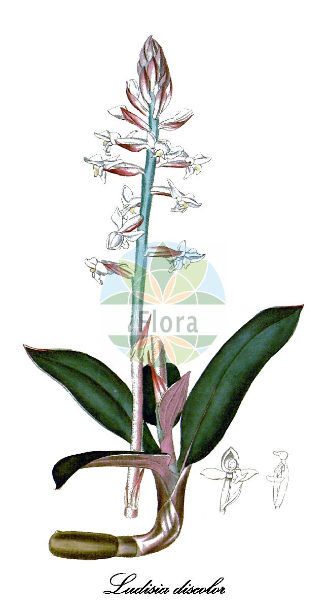Historische Abbildung von Ludisia discolor. Das Bild zeigt Blatt, Bluete, Frucht und Same. ---- Historical Drawing of Ludisia discolor. The image is showing leaf, flower, fruit and seed.(Ludisia discolor,Ludisia,Orchidaceae,Knabenkrautgewächse,Orchid Family,Blatt,Bluete,Frucht,Same,leaf,flower,fruit,seed,Curtis Botanical Magazine (1819))