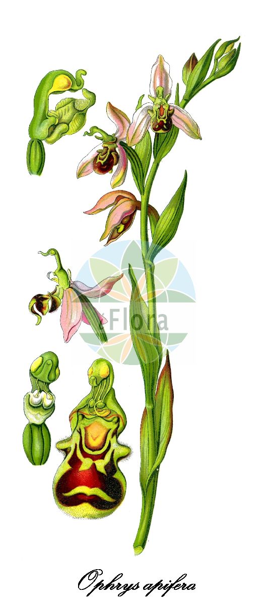Historische Abbildung von Ophrys apifera (Bienen-Ragwurz - Bee Orchid). Das Bild zeigt Blatt, Bluete, Frucht und Same. ---- Historical Drawing of Ophrys apifera (Bienen-Ragwurz - Bee Orchid). The image is showing leaf, flower, fruit and seed.(Ophrys apifera,Bienen-Ragwurz,Bee Orchid,Arachnites apifera,Ophrys albiflora,Ophrys aquisgranensis,Ophrys asilifera,Ophrys austriaca,Ophrys bicolor,Ophrys botteronii,Ophrys chlorantha,Ophrys epeirophora,Ophrys friburgensis,Ophrys immaculata,Ophrys integra,Ophrys jurana,Ophrys mangini,Ophrys purpurea,Ophrys ripaensis,Ophrys rostrata,Ophrys saraepontana,Ophrys trollii,Orchis apifera,Orchis holosericea,Orchis oestrifera,Freiburger Bienen-Ragwurz,Gewoehnliche Bienen-Ragwurz,Ophrys,Ragwurz,Bee Orchid,Orchidaceae,Knabenkrautgewächse,Orchid Family,Blatt,Bluete,Frucht,Same,leaf,flower,fruit,seed,Thomé (1885))