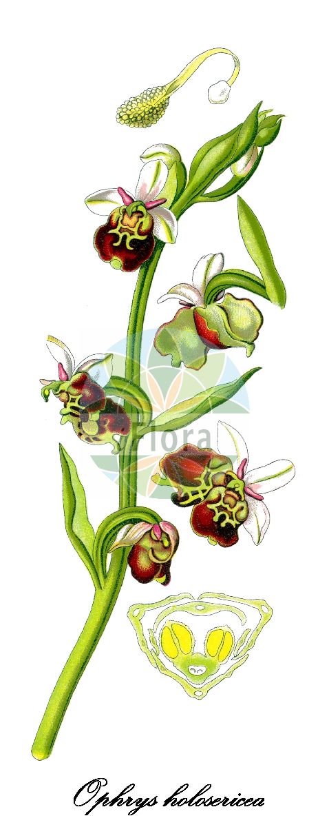 Historische Abbildung von Ophrys holosericea (Hummel-Ragwurz - Late Spider-orchid). Das Bild zeigt Blatt, Bluete, Frucht und Same. ---- Historical Drawing of Ophrys holosericea (Hummel-Ragwurz - Late Spider-orchid). The image is showing leaf, flower, fruit and seed.(Ophrys holosericea,Hummel-Ragwurz,Late Spider-orchid,Arachnites fuciflora,Arachnites oxyrhynchus,Epipactis arachnites,Ophrys aegirtica,Ophrys annae,Ophrys aramaeorum,Ophrys baeteniorum,Ophrys bombyliflora,Ophrys brachyotes,Ophrys candica,Ophrys colossaea,Ophrys dinarica,Ophrys druentica,Ophrys elatior,Ophrys episcopalis,Ophrys flavescens,Ophrys fuciflora,Ophrys gracilis,Ophrys gresivaudanica,Ophrys halia,Ophrys helios,Ophrys kranjcevii,Ophrys linearis,Ophrys maxima,Ophrys medea,Ophrys minoa,Ophrys nicotiae,Ophrys obscura,Ophrys oestrifera,Ophrys pharia,Ophrys posidonia,Ophrys serotina,Ophrys tetraloniae,Ophrys truncata,Ophrys untchjii,Orchis arachnites,Orchis fuciflora,Gewoehnliche Hummel-Ragwurz,Hohe Hummel-Ragwurz,Weissglanz-Ragwurz,Ophrys,Ragwurz,Bee Orchid,Orchidaceae,Knabenkrautgewächse,Orchid Family,Blatt,Bluete,Frucht,Same,leaf,flower,fruit,seed,Thomé (1885))