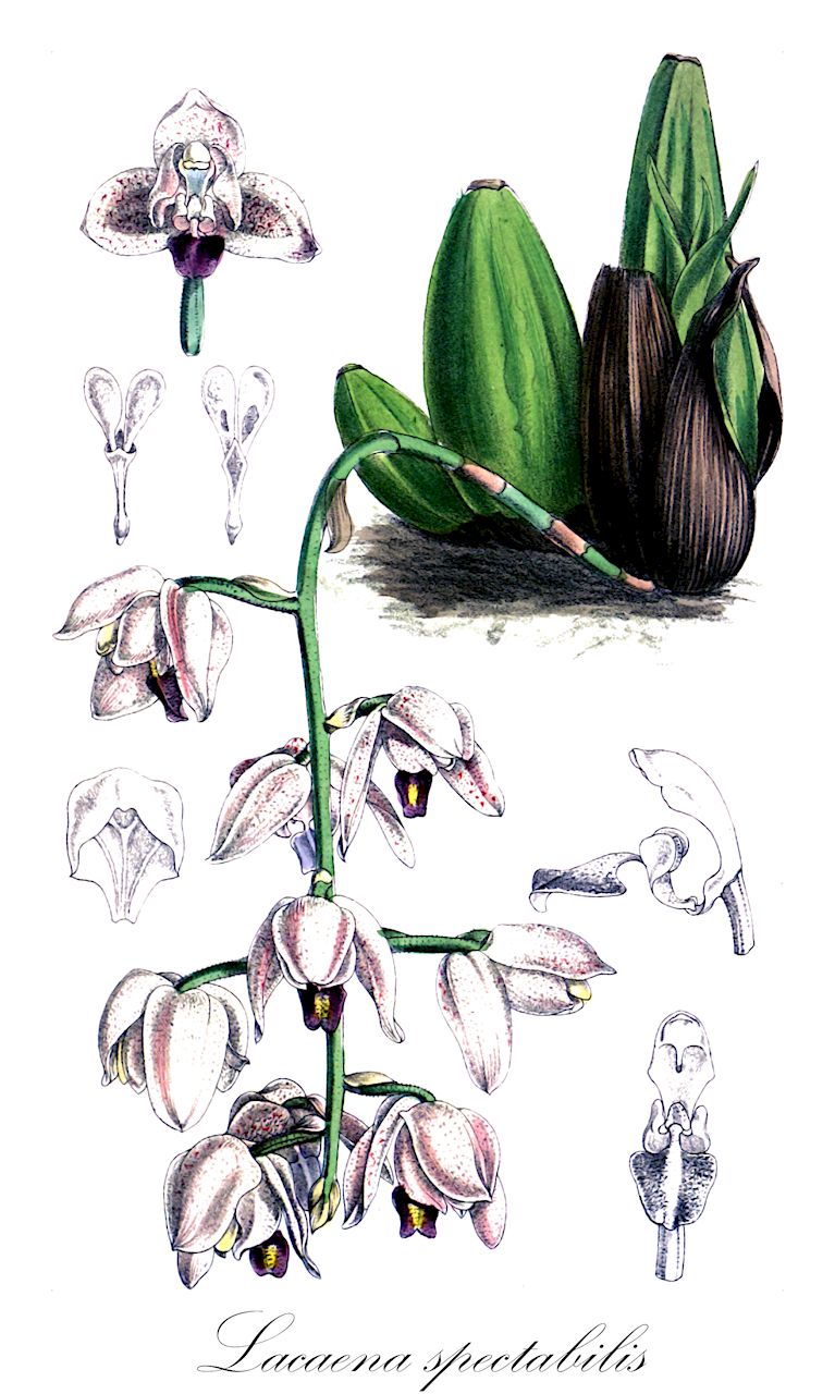 Lacaena spectabilis - Orchidaceae,Plantae,Pteridobiotina,Angiosperms,Asparagales,Orchidaceae,Lacaena,Lacaena spectabilis,Lacaena nicaraguensis, Nauenia spectabilis, Navenia spectabilis