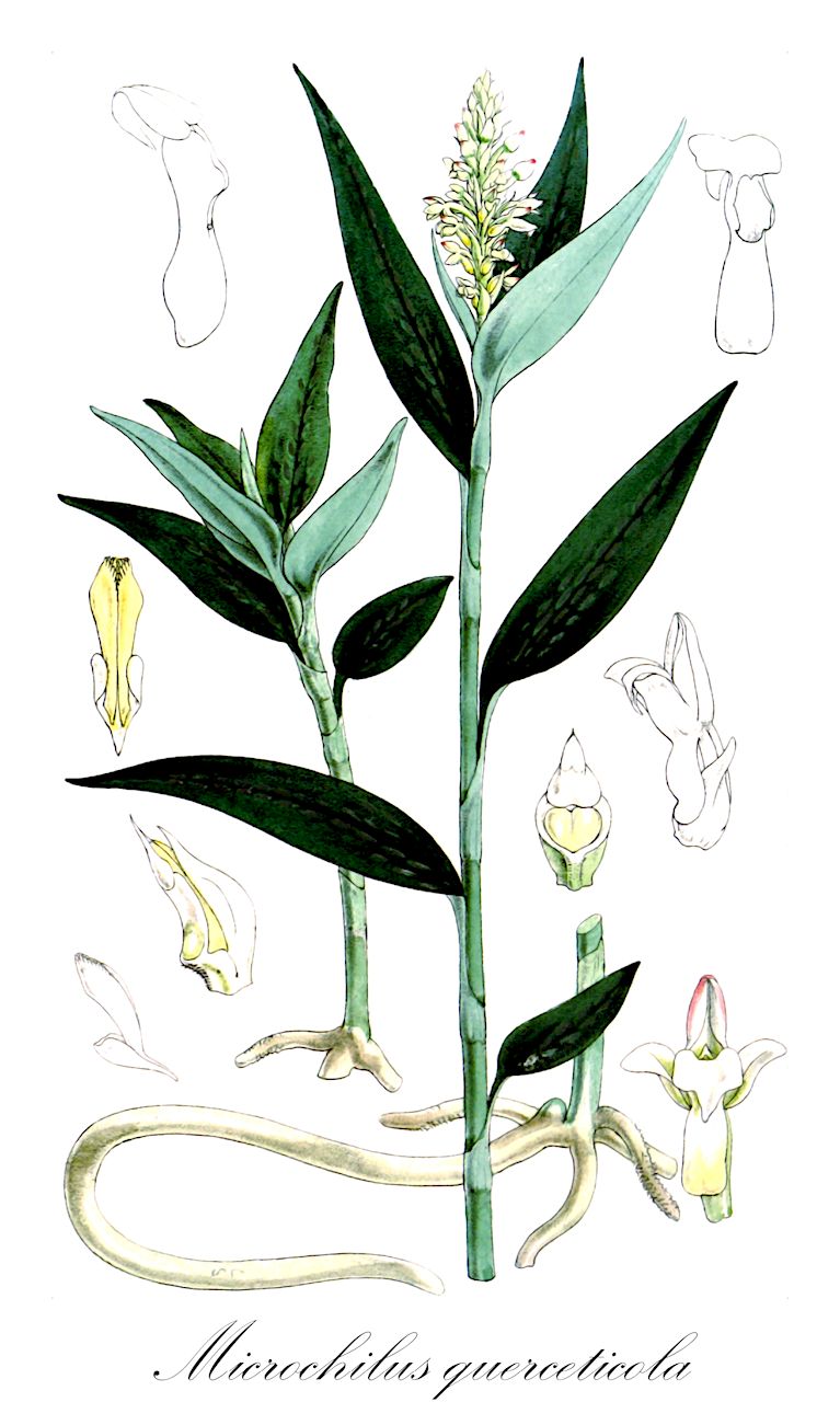 Microchilus querceticola - Orchidaceae,Plantae,Pteridobiotina,Angiosperms,Asparagales,Orchidaceae,Microchilus,Microchilus querceticola,Anoectochilus querceticola, Anoectochilus querceticola, Aspidogyne maculata, Aspidogyne mayoriana, Aspidogyne querceticola, Aspidogyne sagrana, Aspidogyne vaginata, Erythrodes jamaicensis, Erythrodes maculata, Erythrodes mayoriana, Erythrodes querceticola, Erythrodes sagrana, Erythrodes trinitatis, Erythrodes vaginata, Goodyera querceticola, Orchiodes querciloba, Physurus commelynifolius, Physurus humidicola, Physurus jamaicensis, Physurus maculatus, Physurus mayorianus, Physurus parviflorus, Physurus querceticola, Physurus sagranus, Physurus trilobulatus, Physurus vaginatus, Platythelys maculata, Platythelys mayoriana, Platythelys querceticola, Platythelys sagrana, Platythelys vaginata,jug orchid