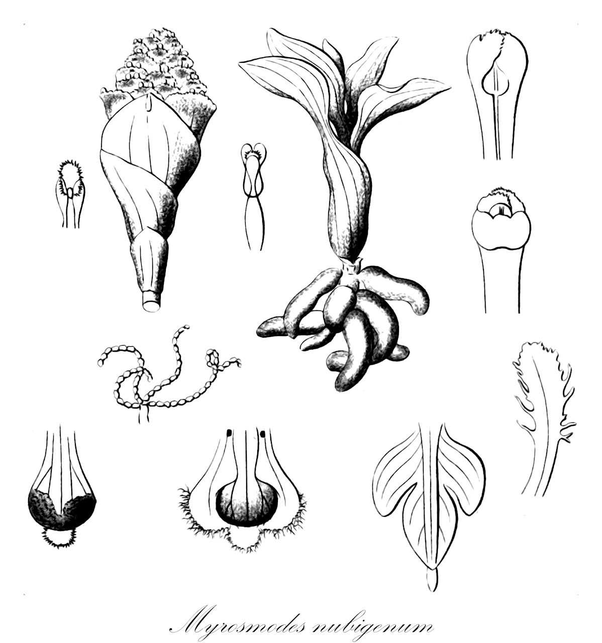 Myrosmodes nubigenum - Orchidaceae,Plantae,Pteridobiotina,Angiosperms,Asparagales,Orchidaceae,Myrosmodes,Myrosmodes nubigenum,Aa nubigena, Altensteinia nubigena, Myrosmodes cleefii