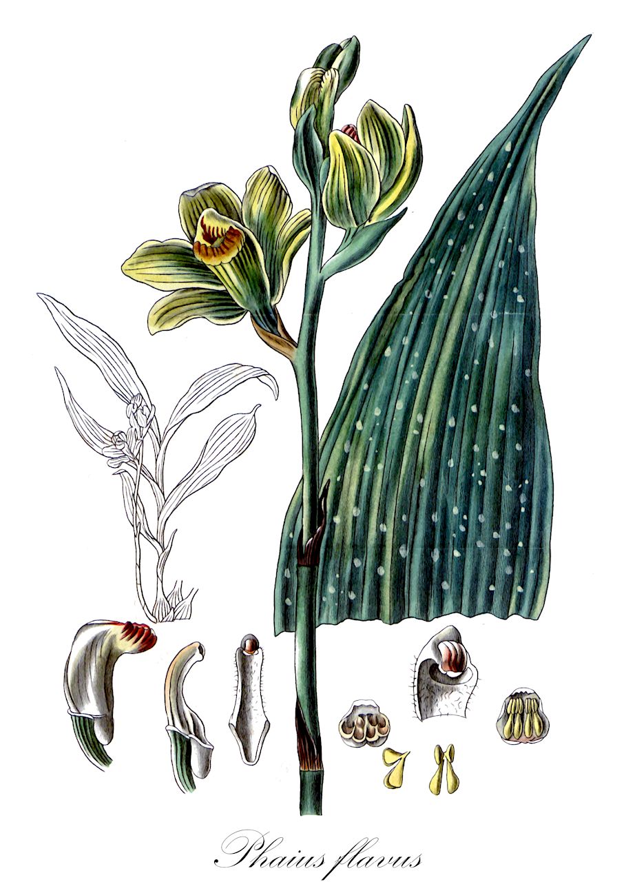 Phaius flavus - Orchidaceae,Plantae,Pteridobiotina,Angiosperms,Asparagales,Orchidaceae,Phaius,Phaius flavus,Bletia flava, Bletia woodfordii, Calanthe woodfordii, Hecabe lutea, Limodorum crispum, Limodorum flavum, Paraphaius flavus, Phaius bracteosus, Phaius celebicus, Phaius crispus, Phaius flavus f. punctatus, Phaius flavus var. papuanus, Phaius flexuosus, Phaius linearifolius, Phaius maculatus, Phaius minor, Phaius minor f. punctatus, Phaius platychilus, Phaius somai, Phaius undulatomarginatus, Phaius woodfordii