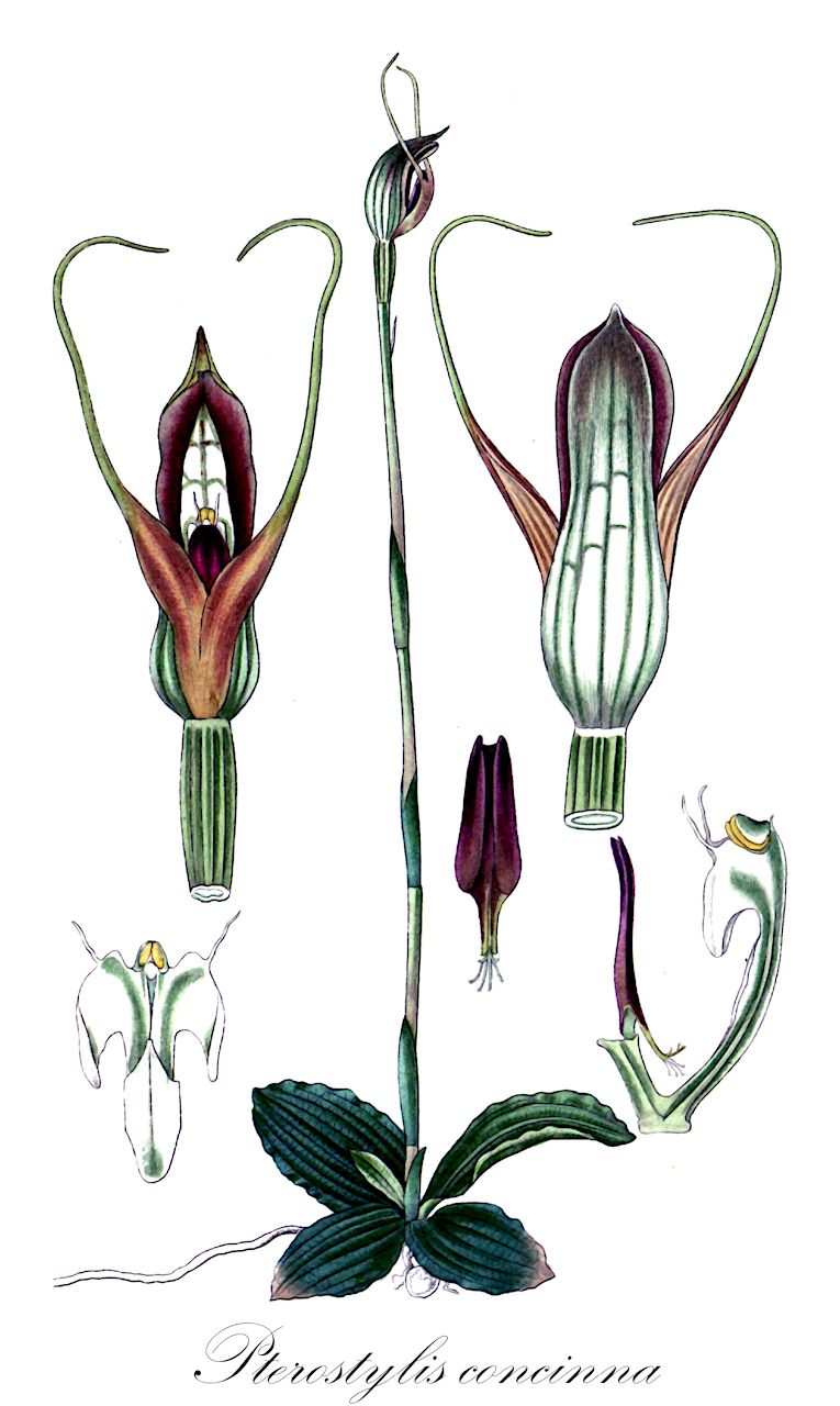 Pterostylis concinna - Orchidaceae,Plantae,Pteridobiotina,Angiosperms,Asparagales,Orchidaceae,Pterostylis,Pterostylis concinna,Diplodium concinnum, Pterostylis acuminata, Taurantha concinna