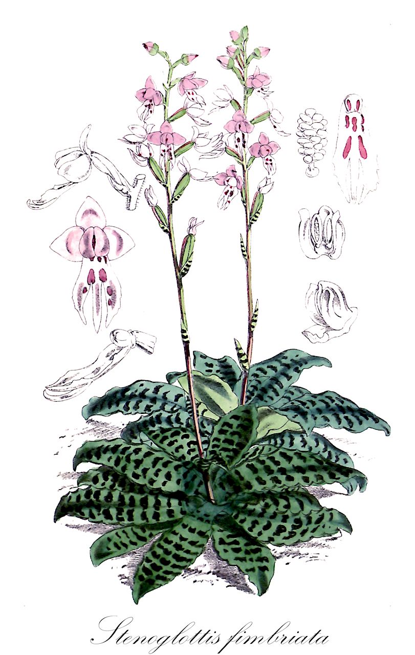 Stenoglottis fimbriata - Orchidaceae,Plantae,Pteridobiotina,Angiosperms,Asparagales,Orchidaceae,Stenoglottis,Stenoglottis fimbriata