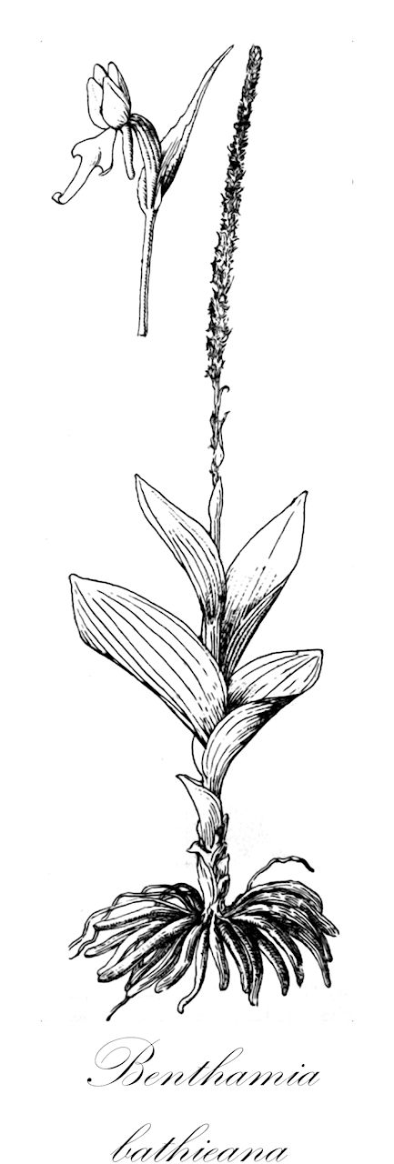 Benthamia bathieana - Orchidaceae,Plantae,Pteridobiotina,Angiosperms,Asparagales,Orchidaceae,Benthamia,Benthamia bathieana,Benthamia latifolia