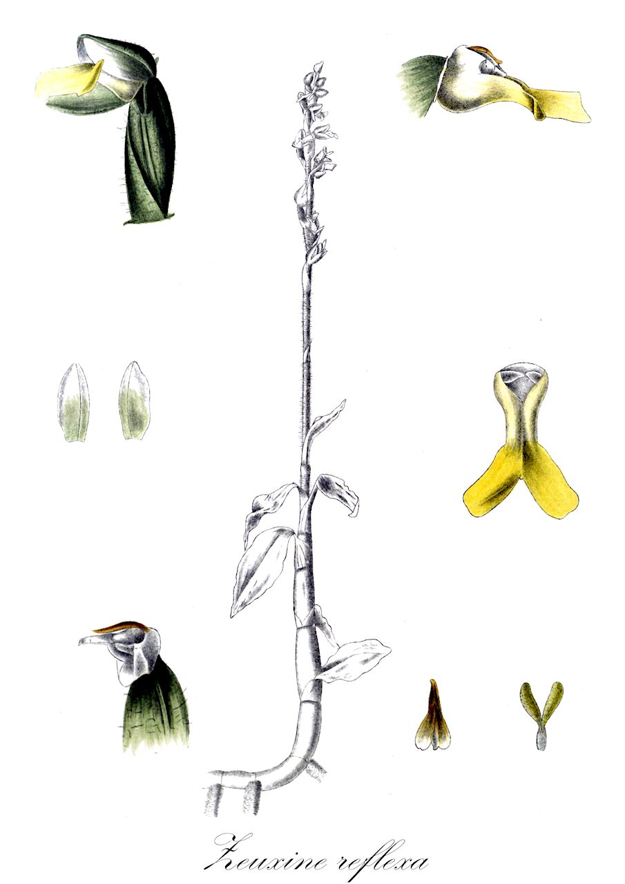 Zeuxine reflexa - Orchidaceae,Plantae,Pteridobiotina,Angiosperms,Asparagales,Orchidaceae,Zeuxine,Zeuxine reflexa