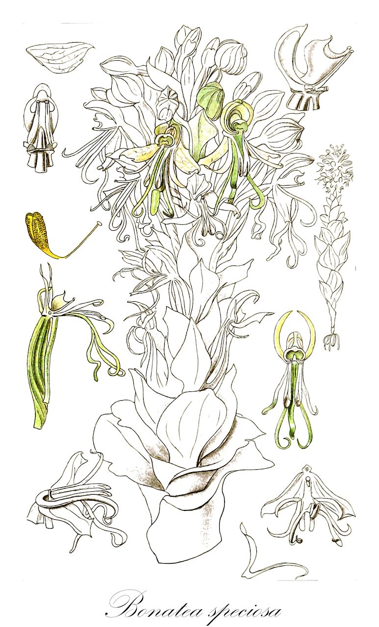 Bonatea speciosa - Orchidaceae,Plantae,Pteridobiotina,Angiosperms,Asparagales,Orchidaceae,Bonatea,Bonatea speciosa,Bonatea densiflora, Bonatea speciosa var. speciosa, Habenaria bonatea, Habenaria densiflora, Habenaria robusta, Orchis speciosa