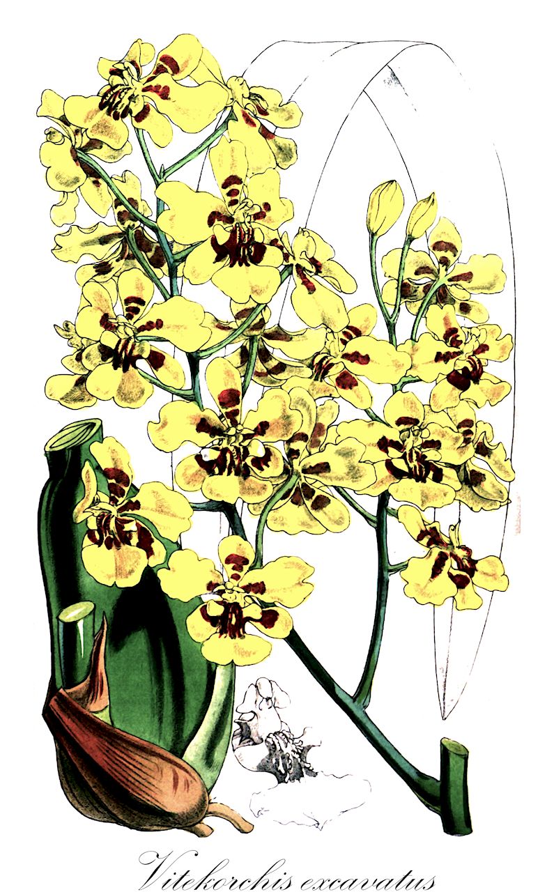 Vitekorchis excavatus - Orchidaceae,Plantae,Pteridobiotina,Angiosperms,Asparagales,Orchidaceae,Vitekorchis,Vitekorchis excavatus,Oncidium aurosum, Oncidium boissieri, Oncidium excavatum, Oncidium excavatum var. aurosum, Oncidium excavatum var. dawsonii, Oncidium excavatum var. dawsonii, Oncidium rupestre, Oncidium rupestre var. skinneri, Oncidium skinneri