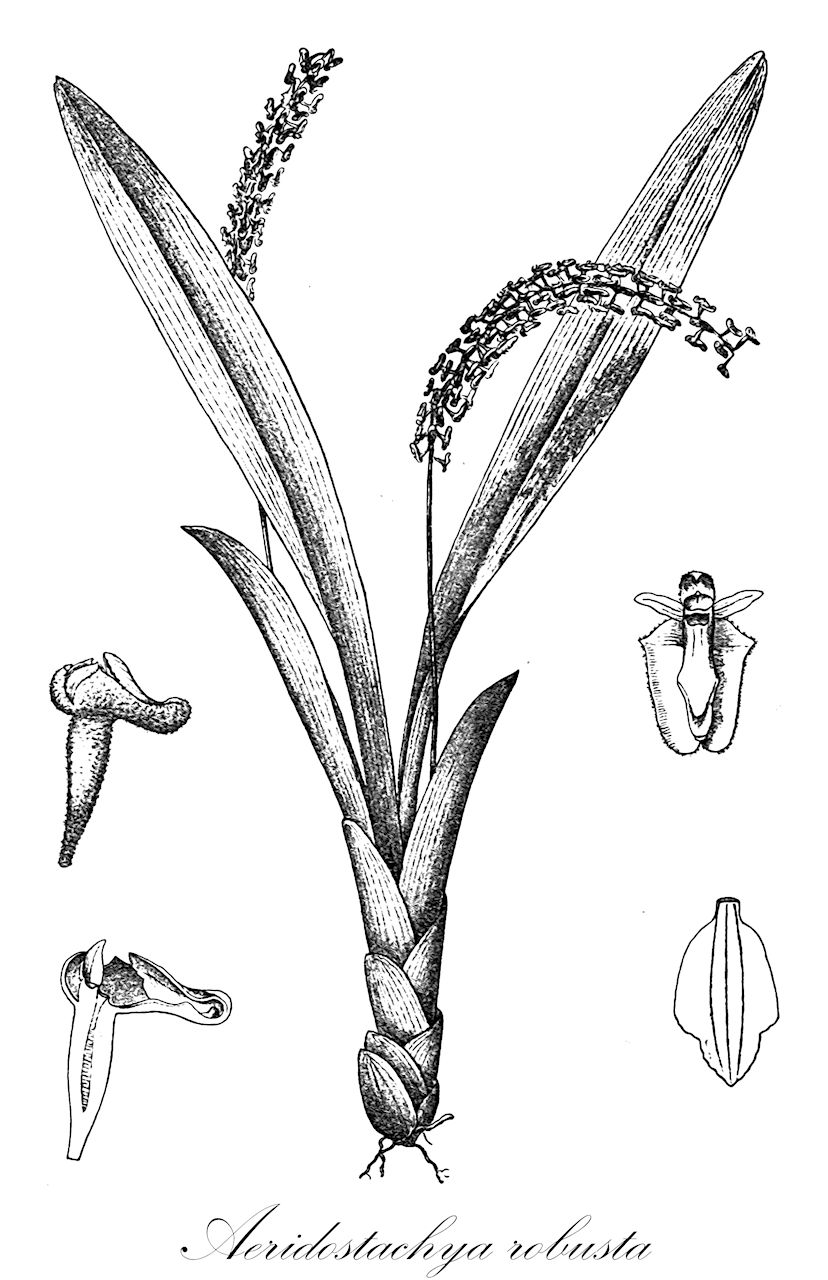 Aeridostachya robusta - Orchidaceae,Plantae,Pteridobiotina,Angiosperms,Asparagales,Orchidaceae,Aeridostachya,Aeridostachya robusta,Aeridostachya purpureocentrum, Dendrobium robustum, Dendrolirium robustum, Eria acridostachya, Eria aeridostachya, Eria borneensis, Eria brunea, Eria falcata, Eria ferruginea, Eria kinabaluensis, Eria linearifolia, Eria lorifolia, Eria purpureocentrum, Eria robusta, Eria sawadae, Eria uchiyamae, Eria whitfordii, Pinalia acridostachya, Pinalia robusta