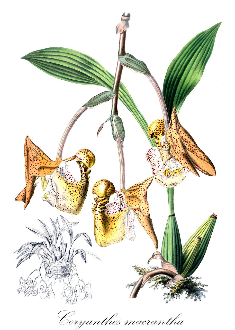 Coryanthes macrantha - Orchidaceae,Plantae,Pteridobiotina,Angiosperms,Asparagales,Orchidaceae,Coryanthes,Coryanthes macrantha,Gongora macrantha, Panstrepis paradoxa