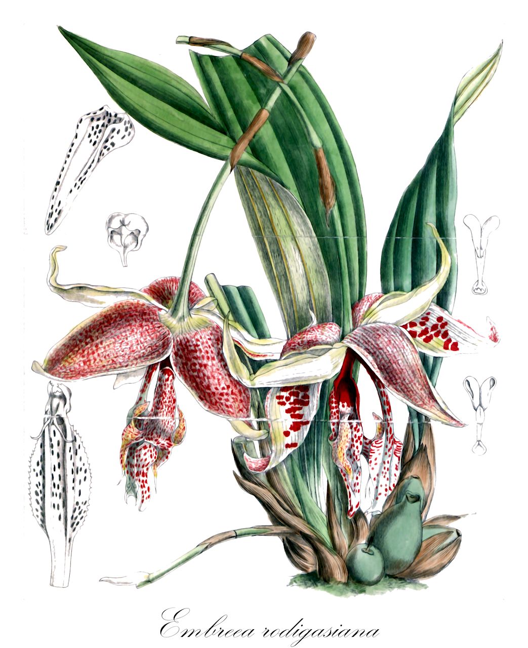 Embreea rodigasiana - Orchidaceae,Plantae,Pteridobiotina,Angiosperms,Asparagales,Orchidaceae,Embreea,Embreea rodigasiana,Stanhopea rodigasiana