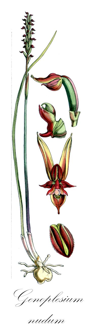 Genoplesium nudum - Orchidaceae,Plantae,Pteridobiotina,Angiosperms,Asparagales,Orchidaceae,Genoplesium,Genoplesium nudum,Corunastylis nuda, Prasophyllum attenuatum, Prasophyllum beaugleholei, Prasophyllum hopsonii, Prasophyllum nudum, Prasophyllum nudum, Prasophyllum variegatum