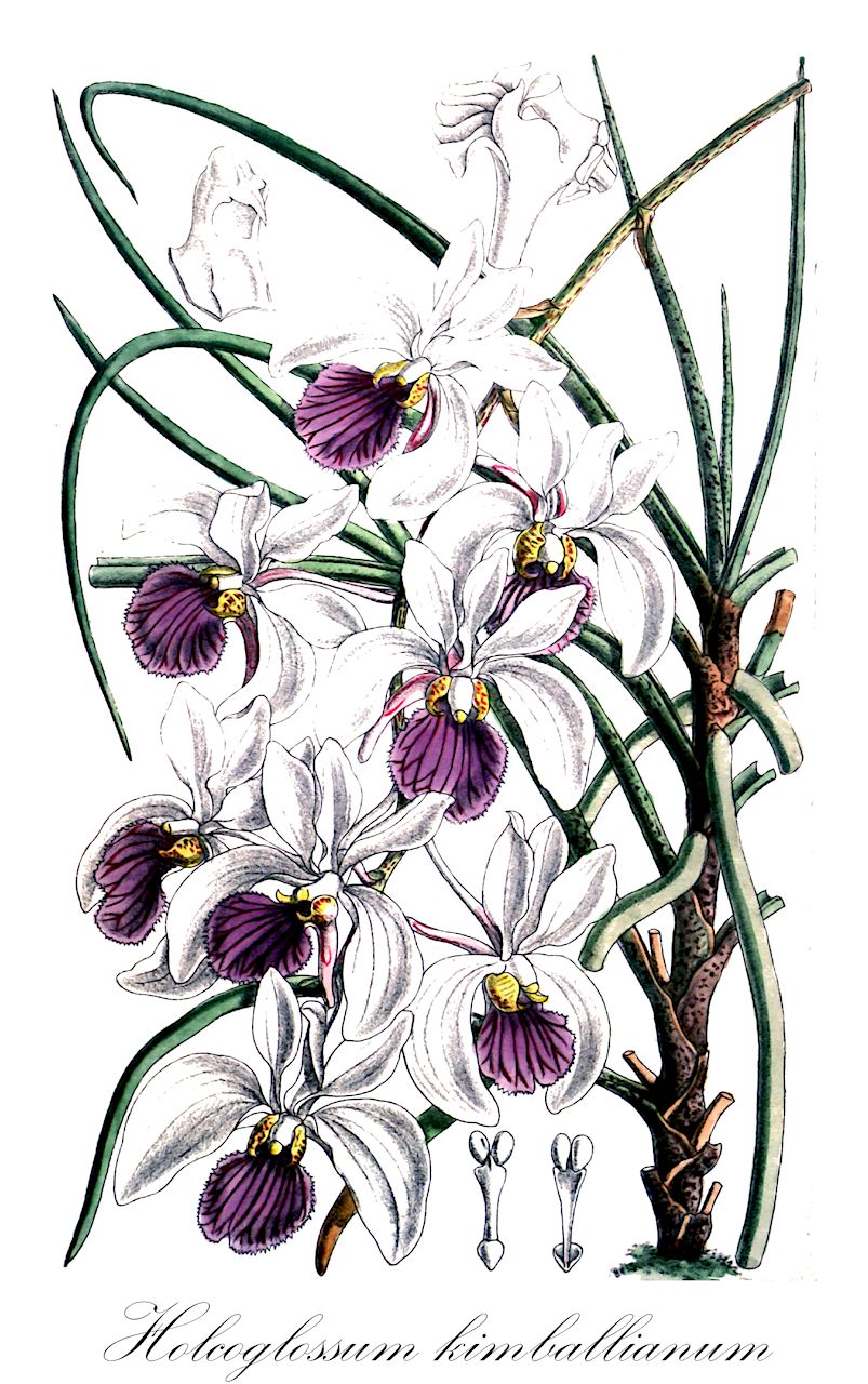 Holcoglossum kimballianum - Orchidaceae,Plantae,Pteridobiotina,Angiosperms,Asparagales,Orchidaceae,Holcoglossum,Holcoglossum kimballianum,Holcoglossum saprophyticum, Tsiorchis kimballiana, Vanda kimballiana, Vanda kimballiana var. grandiflora, Vanda kimballiana var. lackneri, Vanda saprophytica