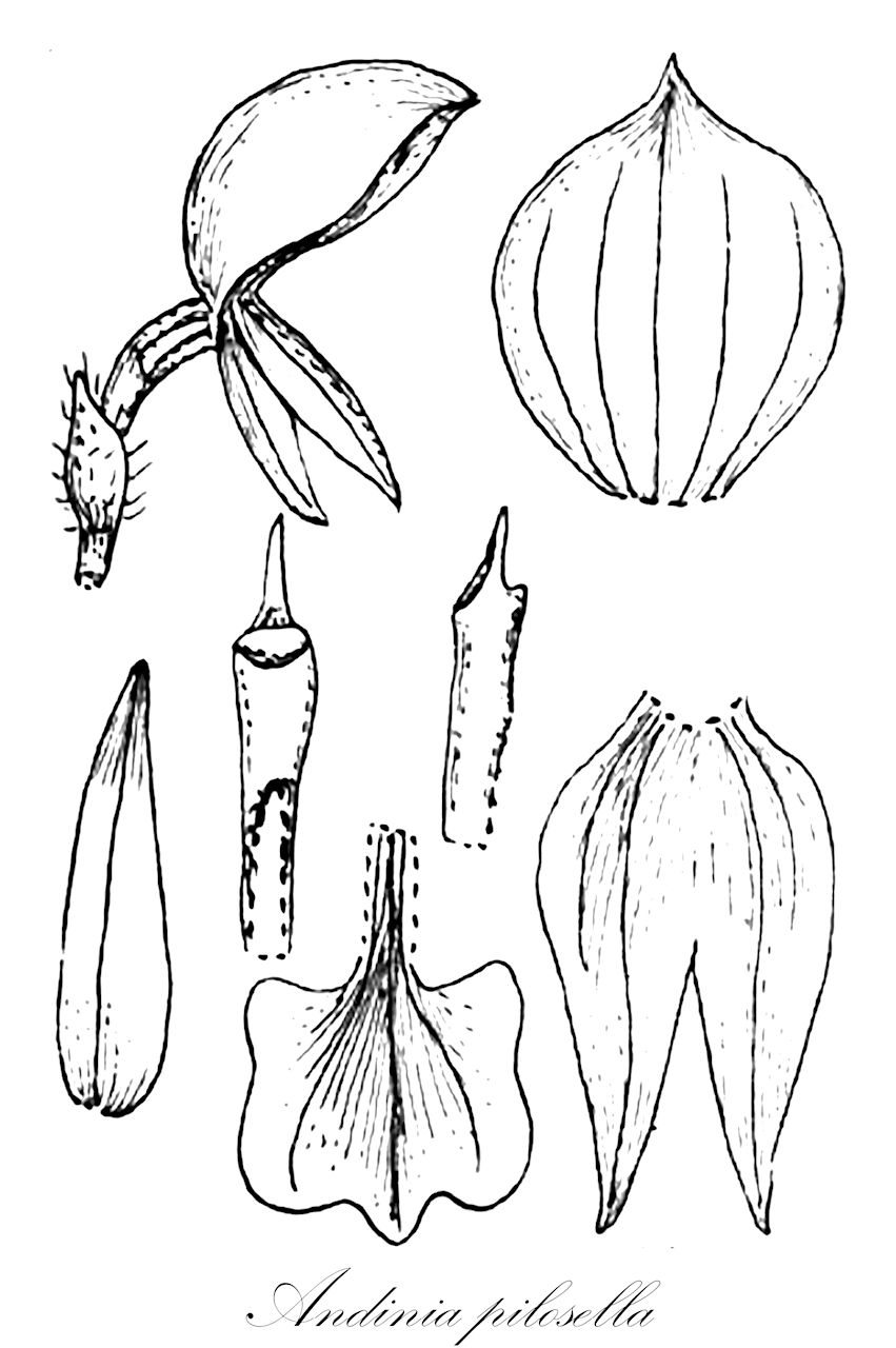 Andinia pilosella - Orchidaceae,Plantae,Pteridobiotina,Angiosperms,Asparagales,Orchidaceae,Andinia,Andinia pilosella,Brachycladium pilosellum, Lepanthes dasyphylla, Lepanthes palmaritoensis, Lepanthes peperomioides, Lepanthes pilosella, Lepanthes saccosepala, Neooreophilus pilosellus, Oreophilus pilosellus, Penducella pilosella