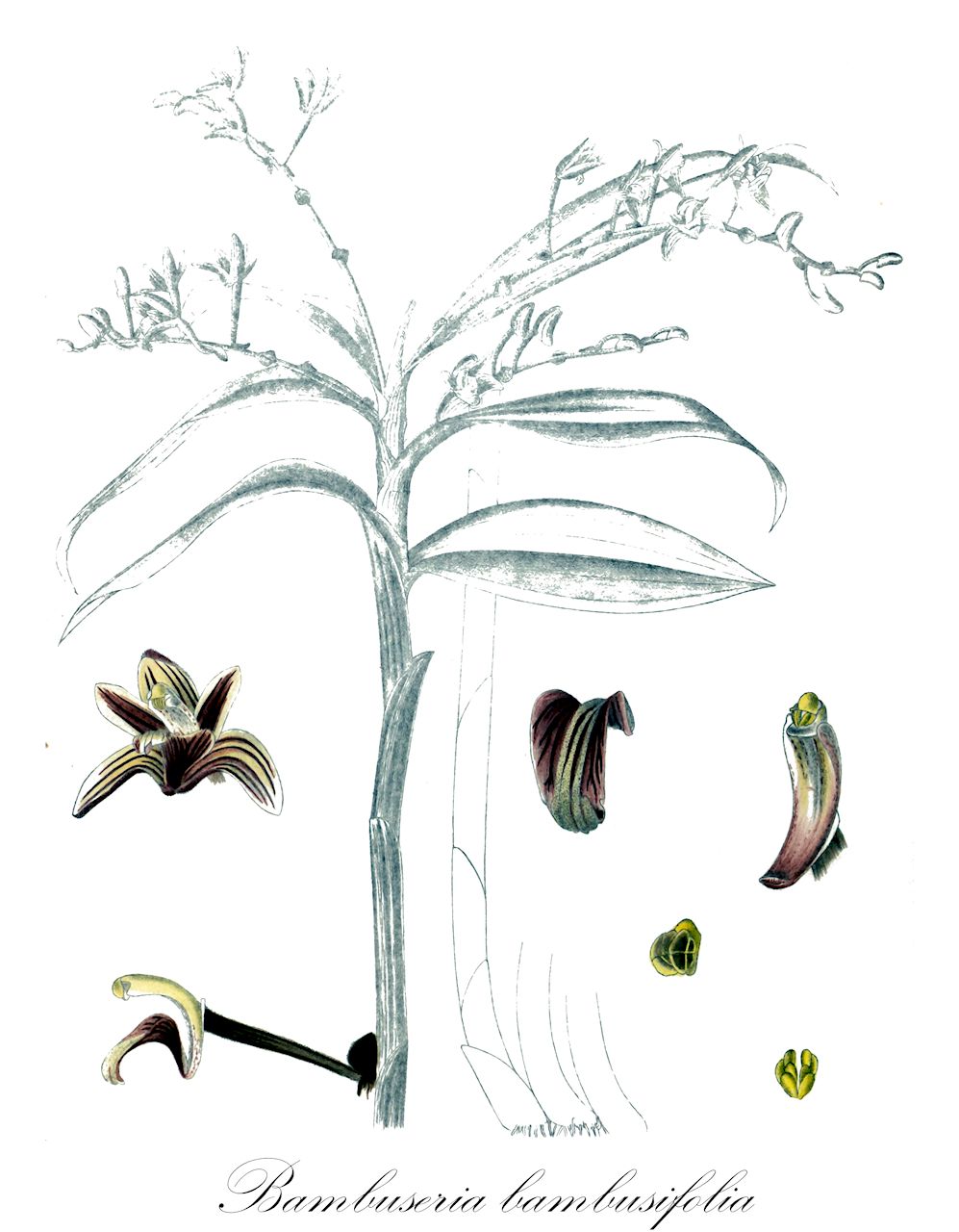 Bambuseria bambusifolia - Orchidaceae,Callostylis bambusifolia, Cylindrolobus bambusifolius, Eria bambusifolia, Pinalia bambusifolia,Plantae,Pteridobiotina,Angiosperms,Asparagales,Orchidaceae,Bambuseria,Bambuseria bambusifolia