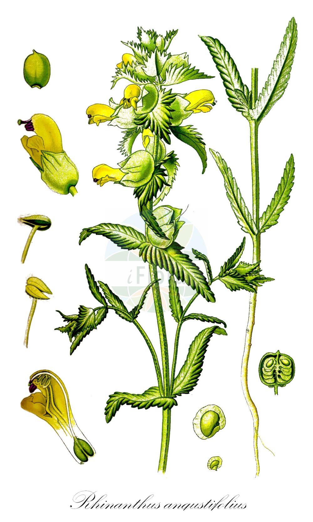 Historische Abbildung von Rhinanthus angustifolius (Acker-Klappertopf - Late-flowering Yellow Rattle). Das Bild zeigt Blatt, Bluete, Frucht und Same. ---- Historical Drawing of Rhinanthus angustifolius (Acker-Klappertopf - Late-flowering Yellow Rattle). The image is showing leaf, flower, fruit and seed.(Rhinanthus angustifolius,Acker-Klappertopf,Late-flowering Yellow Rattle,Alectorolophus angustifolius,Alectorolophus glaber,Alectorolophus major,Alectorolophus major Rchb. subsp.,Alectorolophus serotinus,Rhinanthus angustifolius,Rhinanthus glaber,Rhinanthus paludosus,Rhinanthus serotinus,Rhinanthus serotinus subsp. polycladus,Acker-Klappertopf,Grosser Klappertopf,Late-flowering Yellow Rattle,Greater Yellow Rattle,Narrow-leaved Yellow Rattle,Southern Yellow Rattle,Rhinanthus,Klappertopf,Yellow Rattle,Orobanchaceae,Sommerwurzgewächse,Broomrape family,Blatt,Bluete,Frucht,Same,leaf,flower,fruit,seed,Thomé (1885))