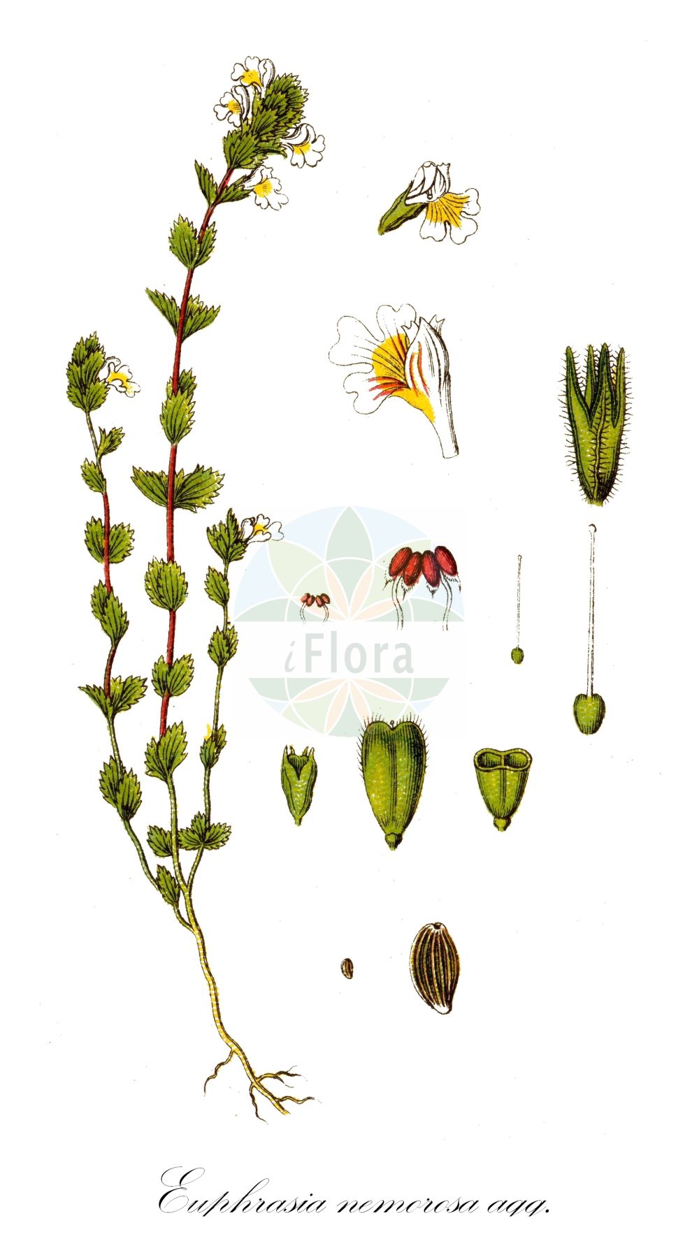 Historische Abbildung von Euphrasia nemorosa agg. (Hain-Augentrost - Wind Eyebright). Das Bild zeigt Blatt, Bluete, Frucht und Same. ---- Historical Drawing of Euphrasia nemorosa agg. (Hain-Augentrost - Wind Eyebright). The image is showing leaf, flower, fruit and seed.(Euphrasia nemorosa agg.,Hain-Augentrost,Wind Eyebright,Hain-Augentrost,Hain-Augentrost,Gewoehnlicher Hain-Augentrost,Wind Eyebright,Euphrasia,Augentrost,Eyebright,Orobanchaceae,Sommerwurzgewächse,Broomrape family,Blatt,Bluete,Frucht,Same,leaf,flower,fruit,seed,Sturm (1796f))