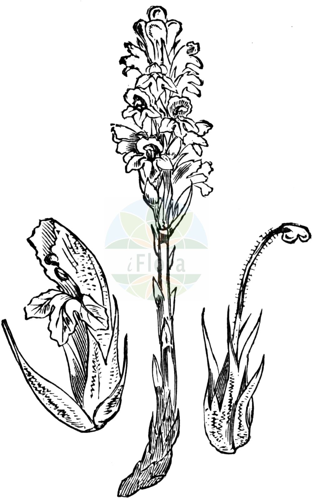 Historische Abbildung von Phelipanche purpurea (Böhmische Sommerwurz - Yarrow Broomrape). Das Bild zeigt Blatt, Bluete, Frucht und Same. ---- Historical Drawing of Phelipanche purpurea (Böhmische Sommerwurz - Yarrow Broomrape). The image is showing leaf, flower, fruit and seed.(Phelipanche purpurea,Böhmische Sommerwurz,Yarrow Broomrape,Kopsia caerulea,Kopsia purpurea,Orobanche bohemica,Orobanche caerulea,Orobanche iberica,Orobanche purpurea,Phelipanche bohemica,Phelipanche iberica,Phelipanche purpurea,Phelypaea caerulea,Phelypaea pareysii,Phelypaea purpurea,Boehmische Sommerwurz,Purpur-Sommerwurz,Yarrow Broomrape,Purple Broomrape,Phelipanche,Orobanchaceae,Sommerwurzgewächse,Broomrape family,Blatt,Bluete,Frucht,Same,leaf,flower,fruit,seed,Fitch et al. (1880))