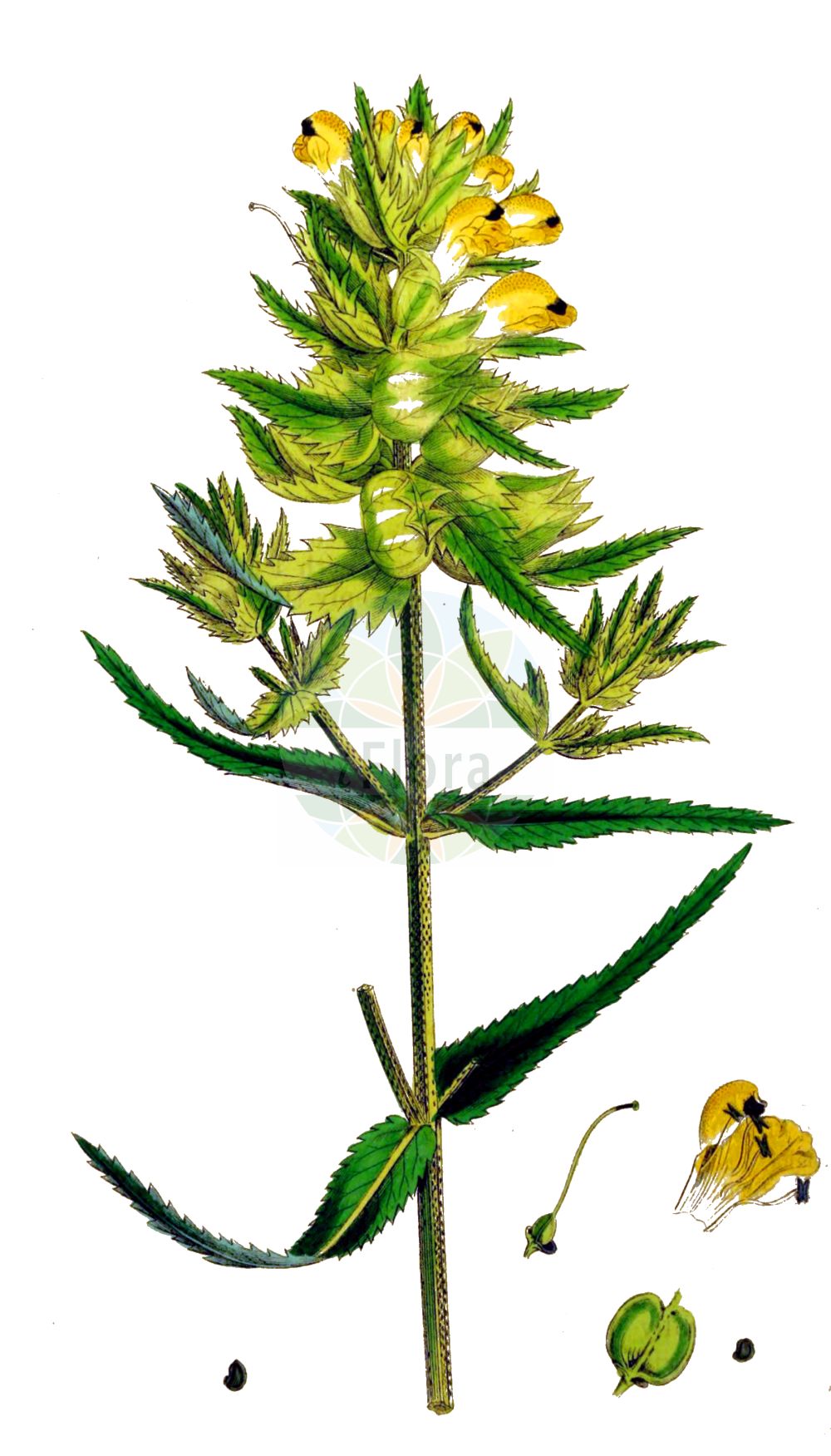 Historische Abbildung von Rhinanthus angustifolius (Acker-Klappertopf - Late-flowering Yellow Rattle). Das Bild zeigt Blatt, Bluete, Frucht und Same. ---- Historical Drawing of Rhinanthus angustifolius (Acker-Klappertopf - Late-flowering Yellow Rattle). The image is showing leaf, flower, fruit and seed.(Rhinanthus angustifolius,Acker-Klappertopf,Late-flowering Yellow Rattle,Alectorolophus angustifolius,Alectorolophus glaber,Alectorolophus major,Alectorolophus major Rchb. subsp.,Alectorolophus serotinus,Rhinanthus angustifolius,Rhinanthus glaber,Rhinanthus paludosus,Rhinanthus serotinus,Rhinanthus serotinus subsp. polycladus,Acker-Klappertopf,Grosser Klappertopf,Late-flowering Yellow Rattle,Greater Yellow Rattle,Narrow-leaved Yellow Rattle,Southern Yellow Rattle,Rhinanthus,Klappertopf,Yellow Rattle,Orobanchaceae,Sommerwurzgewächse,Broomrape family,Blatt,Bluete,Frucht,Same,leaf,flower,fruit,seed,Sowerby (1790-1813))