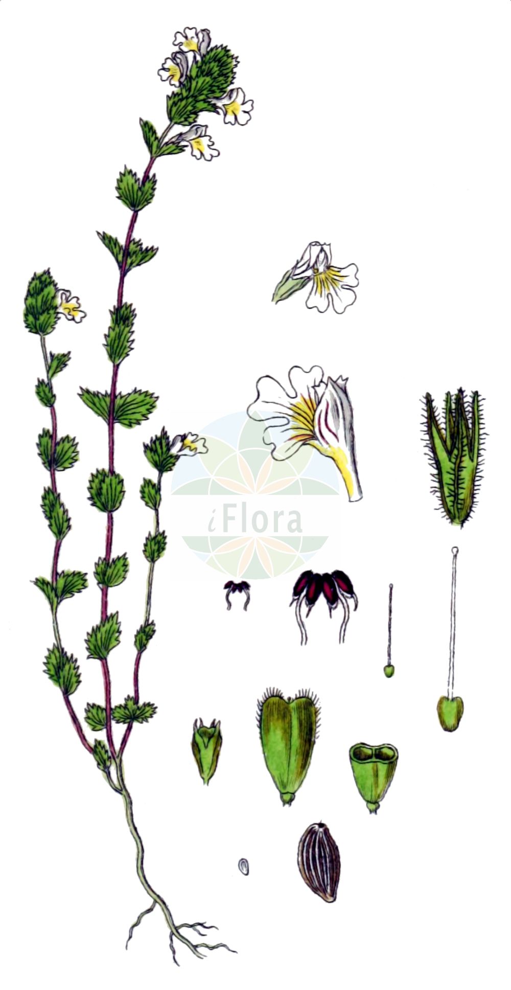 Historische Abbildung von Euphrasia rostkoviana (Bunter Augentrost - Eyebright). Das Bild zeigt Blatt, Bluete, Frucht und Same. ---- Historical Drawing of Euphrasia rostkoviana (Bunter Augentrost - Eyebright). The image is showing leaf, flower, fruit and seed.(Euphrasia rostkoviana,Bunter Augentrost,Eyebright,Euphrasia officinalis,Euphrasia pratensis,Euphrasia rostkoviana,Bunter Augentrost,Gewoehnlicher Augentrost,Grosser Augentrost,Wiesen-Augentrost,Eyebright,Euphrasia,Augentrost,Eyebright,Orobanchaceae,Sommerwurzgewächse,Broomrape family,Blatt,Bluete,Frucht,Same,leaf,flower,fruit,seed,Sturm (1796f))