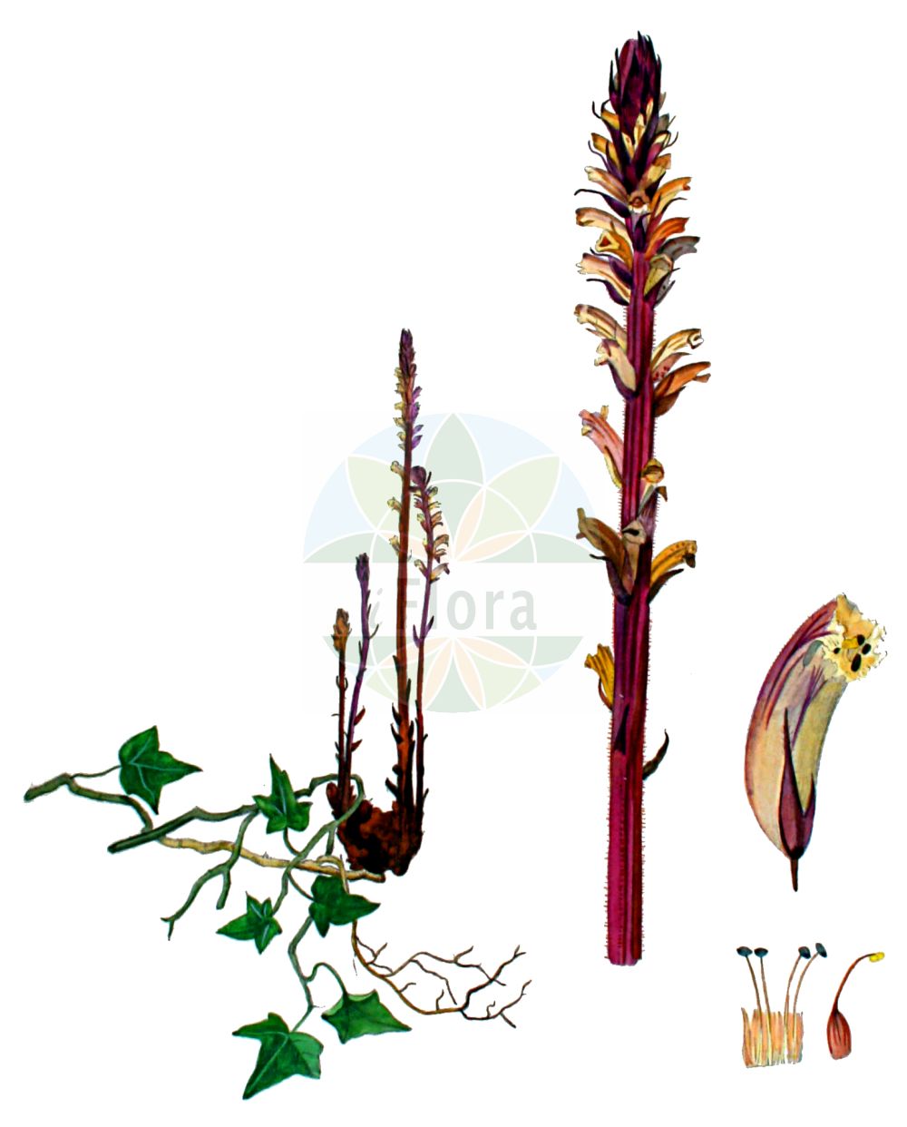 Historische Abbildung von Orobanche hederae (Efeu-Sommerwurz - Ivy Broomrape). Das Bild zeigt Blatt, Bluete, Frucht und Same. ---- Historical Drawing of Orobanche hederae (Efeu-Sommerwurz - Ivy Broomrape). The image is showing leaf, flower, fruit and seed.(Orobanche hederae,Efeu-Sommerwurz,Ivy Broomrape,Orobanche balearica,Orobanche glaberrima,Orobanche hederae,Orobanche laurina,Orobanche yuccae,Efeu-Sommerwurz,Ivy Broomrape,Orobanche,Sommerwurz,Broomrape,Orobanchaceae,Sommerwurzgewächse,Broomrape family,Blatt,Bluete,Frucht,Same,leaf,flower,fruit,seed,Kops (1800-1934))