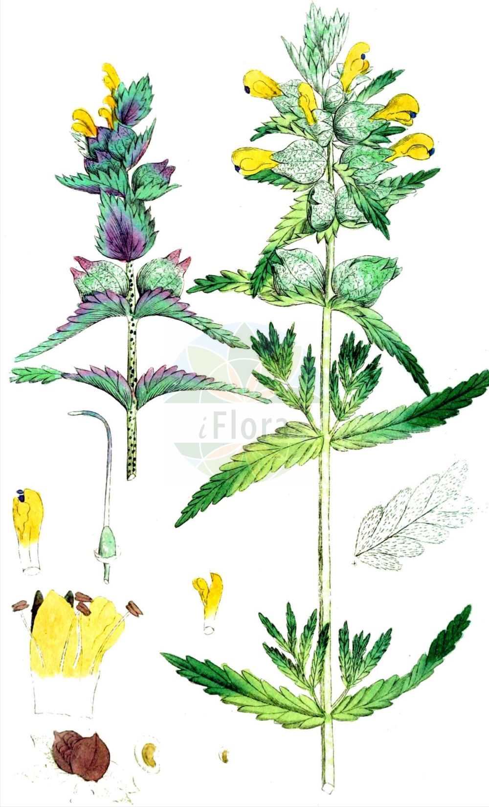 Historische Abbildung von Rhinanthus glacialis (Grannen-Klappertopf). Das Bild zeigt Blatt, Bluete, Frucht und Same. ---- Historical Drawing of Rhinanthus glacialis (Grannen-Klappertopf). The image is showing leaf, flower, fruit and seed.(Rhinanthus glacialis,Grannen-Klappertopf,Rhinanthus glacialis,Grannen-Klappertopf,Rhinanthus,Klappertopf,Yellow Rattle,Orobanchaceae,Sommerwurzgewächse,Broomrape family,Blatt,Bluete,Frucht,Same,leaf,flower,fruit,seed,Svensk Botanik (Svensk Botanik))