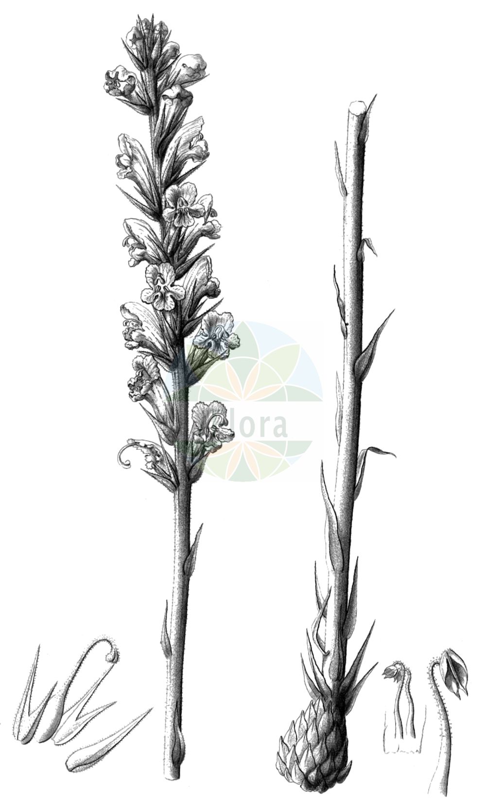 Historische Abbildung von Orobanche rapum-genistae (Ginster-Sommerwurz - Greater Broomrape). Das Bild zeigt Blatt, Bluete, Frucht und Same. ---- Historical Drawing of Orobanche rapum-genistae (Ginster-Sommerwurz - Greater Broomrape). The image is showing leaf, flower, fruit and seed.(Orobanche rapum-genistae,Ginster-Sommerwurz,Greater Broomrape,Orobanche benthamii,Orobanche bracteata,Orobanche insolita,Orobanche major,Orobanche rapum,Orobanche rapum-genistae,Orobanche rapum-genistae subsp. benthamii,Ginster-Sommerwurz,Greater Broomrape,Orobanche,Sommerwurz,Broomrape,Orobanchaceae,Sommerwurzgewächse,Broomrape family,Blatt,Bluete,Frucht,Same,leaf,flower,fruit,seed,Reichenbach (1823-1832))