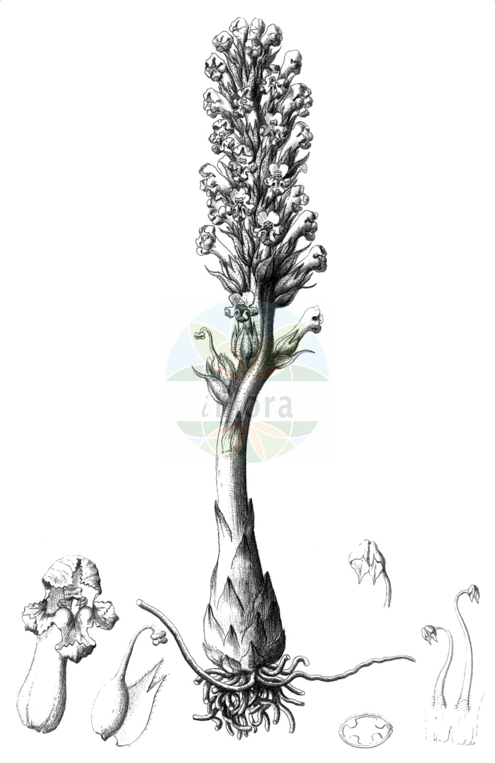 Historische Abbildung von Orobanche coerulescens (Bläuliche Sommerwurz - Blue Broomrape). Das Bild zeigt Blatt, Bluete, Frucht und Same. ---- Historical Drawing of Orobanche coerulescens (Bläuliche Sommerwurz - Blue Broomrape). The image is showing leaf, flower, fruit and seed.(Orobanche coerulescens,Bläuliche Sommerwurz,Blue Broomrape,Orobanche coerulescens,Orobanche korshinskyi,Blaeuliche Sommerwurz,Blue Broomrape,Orobanche,Sommerwurz,Broomrape,Orobanchaceae,Sommerwurzgewächse,Broomrape family,Blatt,Bluete,Frucht,Same,leaf,flower,fruit,seed,Reichenbach (1823-1832))