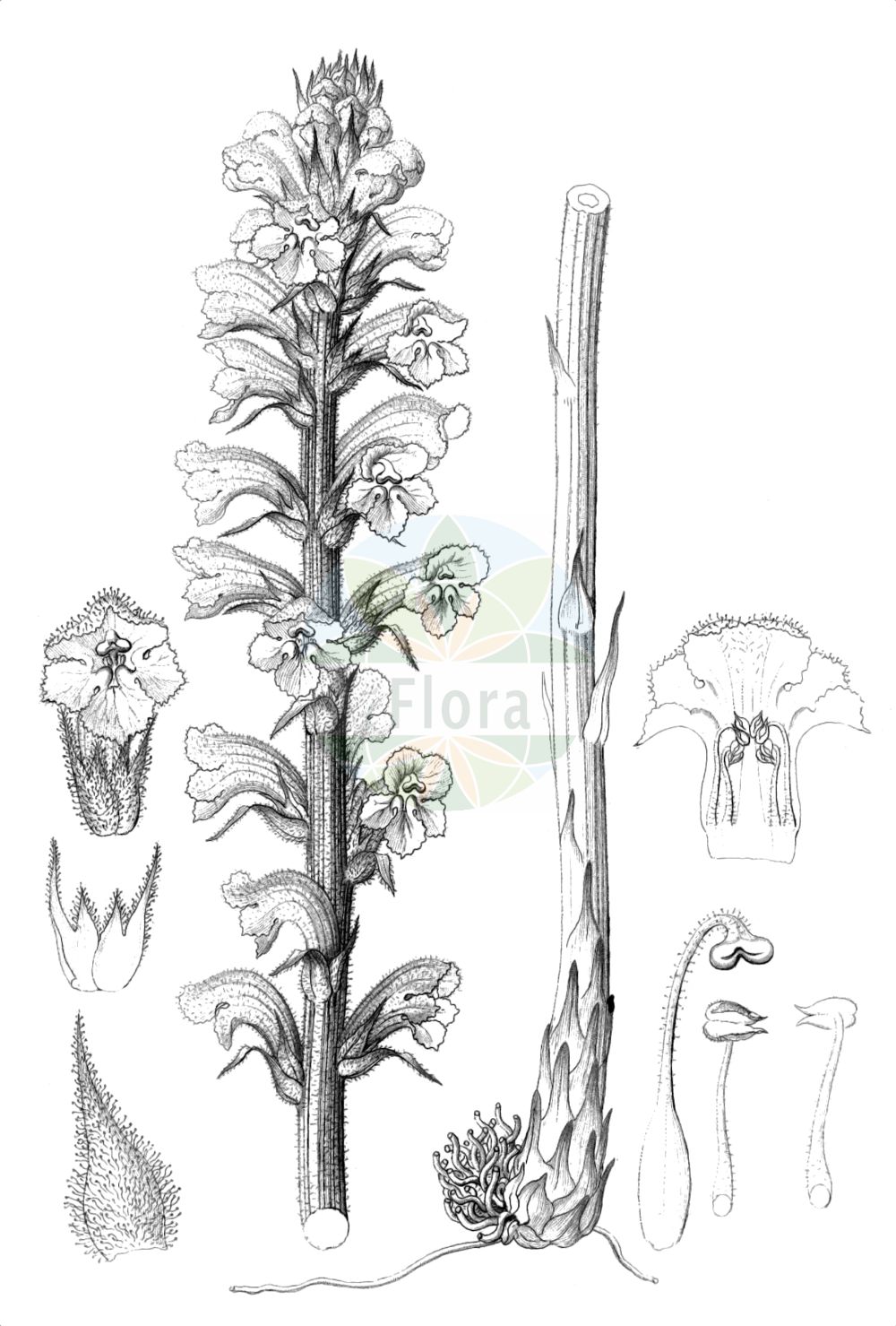 Historische Abbildung von Orobanche elatior (Große Sommerwurz - Knapweed Broomrape). Das Bild zeigt Blatt, Bluete, Frucht und Same. ---- Historical Drawing of Orobanche elatior (Große Sommerwurz - Knapweed Broomrape). The image is showing leaf, flower, fruit and seed.(Orobanche elatior,Große Sommerwurz,Knapweed Broomrape,Orobanche echinopis,Orobanche elatior,Orobanche icterica,Orobanche loscosii,Orobanche ritro,Grosse Sommerwurz,Knapweed Broomrape,Tall Broomrape,Orobanche,Sommerwurz,Broomrape,Orobanchaceae,Sommerwurzgewächse,Broomrape family,Blatt,Bluete,Frucht,Same,leaf,flower,fruit,seed,Reichenbach (1823-1832))
