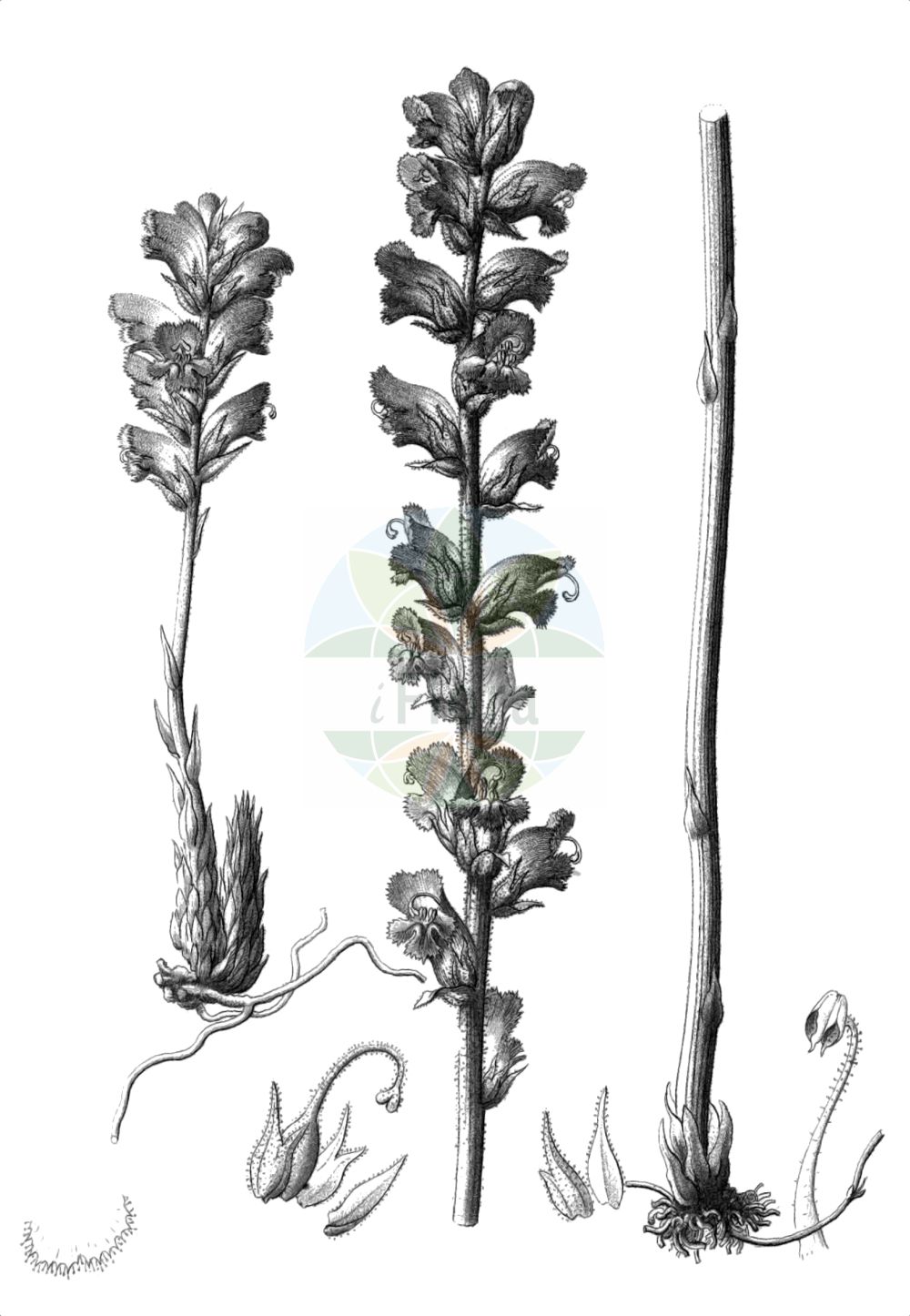 Historische Abbildung von Orobanche gracilis (Blutrote Sommerwurz - Slender Broomrape). Das Bild zeigt Blatt, Bluete, Frucht und Same. ---- Historical Drawing of Orobanche gracilis (Blutrote Sommerwurz - Slender Broomrape). The image is showing leaf, flower, fruit and seed.(Orobanche gracilis,Blutrote Sommerwurz,Slender Broomrape,Orobanche austrohispanica,Orobanche breviflora,Orobanche cruenta,Orobanche gracilis,Orobanche grandiuscula,Orobanche spruneri,Orobanche tetuanensis,Orobanche todaroi,Blutrote Sommerwurz,Zierliche Sommerwurz,Slender Broomrape,Orobanche,Sommerwurz,Broomrape,Orobanchaceae,Sommerwurzgewächse,Broomrape family,Blatt,Bluete,Frucht,Same,leaf,flower,fruit,seed,Reichenbach (1823-1832))