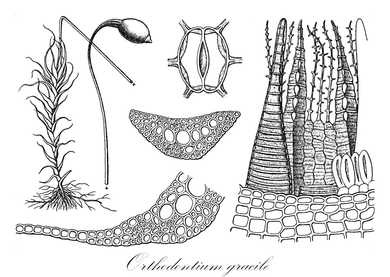 Orthodontium gracile - Orthodontiaceae,Plantae,Bryobiotina,Bryophyta,Bryopsida,Bryidae,Bryanae,Orthodontiales,Orthodontiaceae,Orthodontium,Orthodontium gracile,Bryum gracile, Orthodontium aethiopicum, Orthodontium osculatianum, Orthodontium setaceum, Orthodontium tenellum, Stableria aethiopica, Stableria gracilis, Stableria osculatiana, Stableria tenella