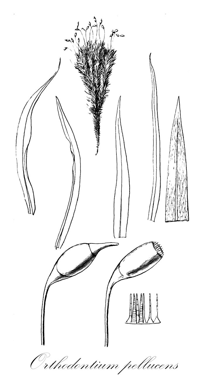 Orthodontium pellucens - Orthodontiaceae,Plantae,Bryobiotina,Bryophyta,Bryopsida,Bryidae,Bryanae,Orthodontiales,Orthodontiaceae,Orthodontium,Orthodontium pellucens,Apalodium confine, Apalodium longisetum, Apalodium pellucens, Bryum pellucens, Orthodontium arenarium, Orthodontium confine, Orthodontium fendleri, Orthodontium gaumei, Orthodontium gracile var. californicum, Orthodontium longisetum, Orthodontium ulei, Stableria gracilis var. californica