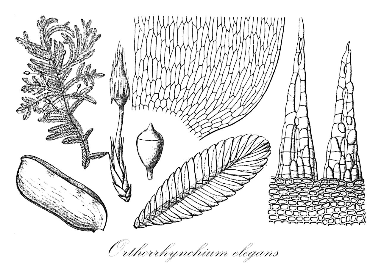 Orthorrhynchium elegans - Orthorrhynchiaceae,Plantae,Bryobiotina,Bryophyta,Bryopsida,Bryidae,Hypnanae,Ptychomniales,Orthorrhynchiaceae,Orthorrhynchium,Orthorrhynchium elegans,Phyllogonium elegans