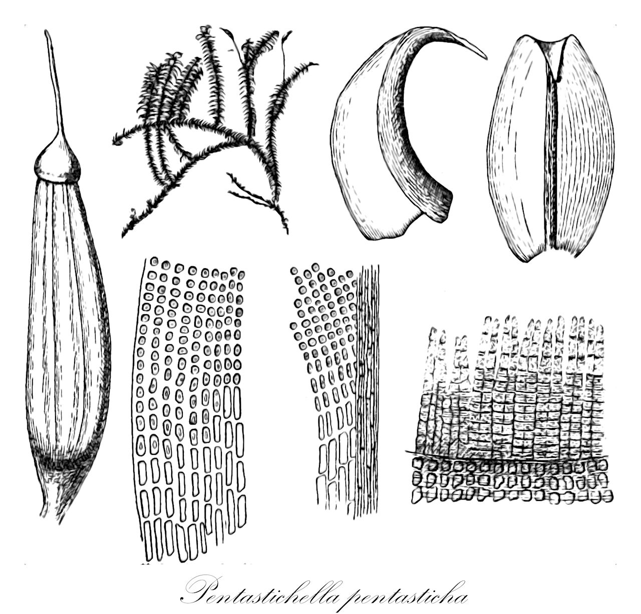 Pentastichella pentasticha - Orthotrichaceae,Plantae,Bryobiotina,Bryophyta,Bryopsida,Bryidae,Bryanae,Orthotrichales,Orthotrichaceae,Pentastichella,Pentastichella pentasticha,Aulacomnium pentastichum, Codonoblepharon uncinatum, Macromitrium poeppigii, Pentastichella jaffuelii, Pentastichella pentasticha var. strictifolia, Stenomitrium pentastichum, Zygodon pentastichus, Zygodon pentastichus var. crispatulus, Zygodon pentastichus var. strictifolius, Zygodon porteri, Zygodon porteri var. crispatulus, Zygodon uncinatus